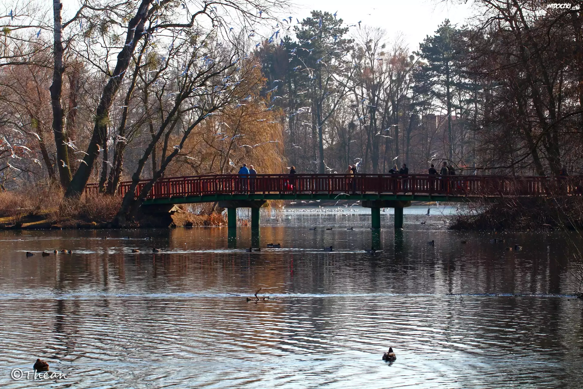Park, Jezioro, Most, Mewy