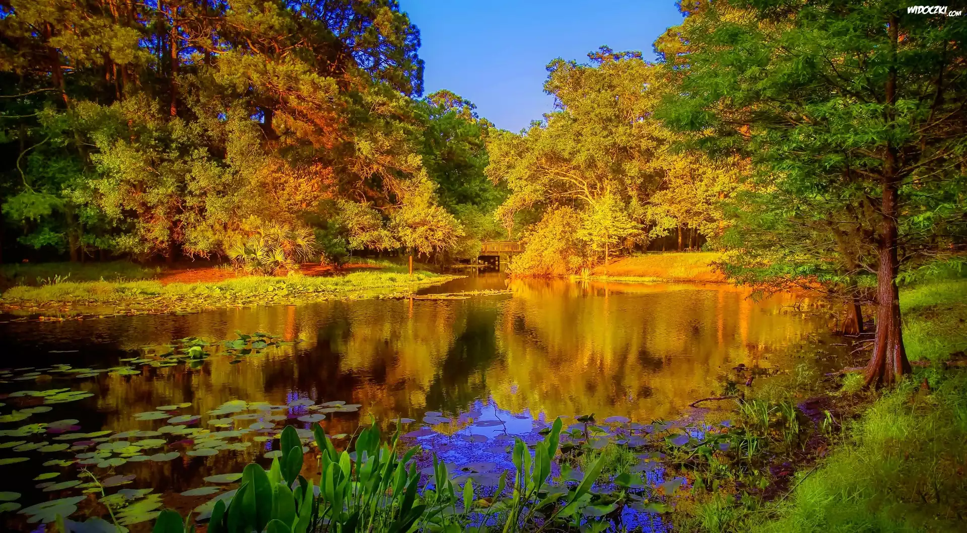 Park, Staw, Most, Jesień