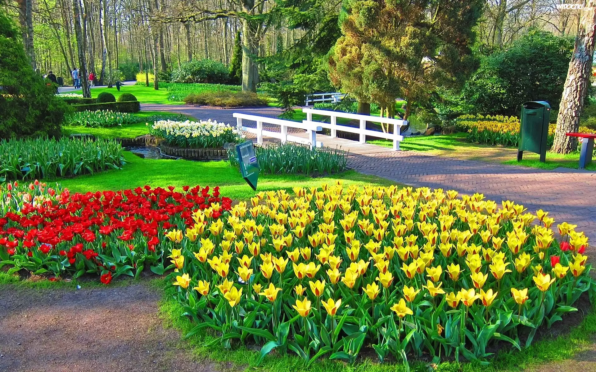 Park, Alejka, Mostek, Tulipany