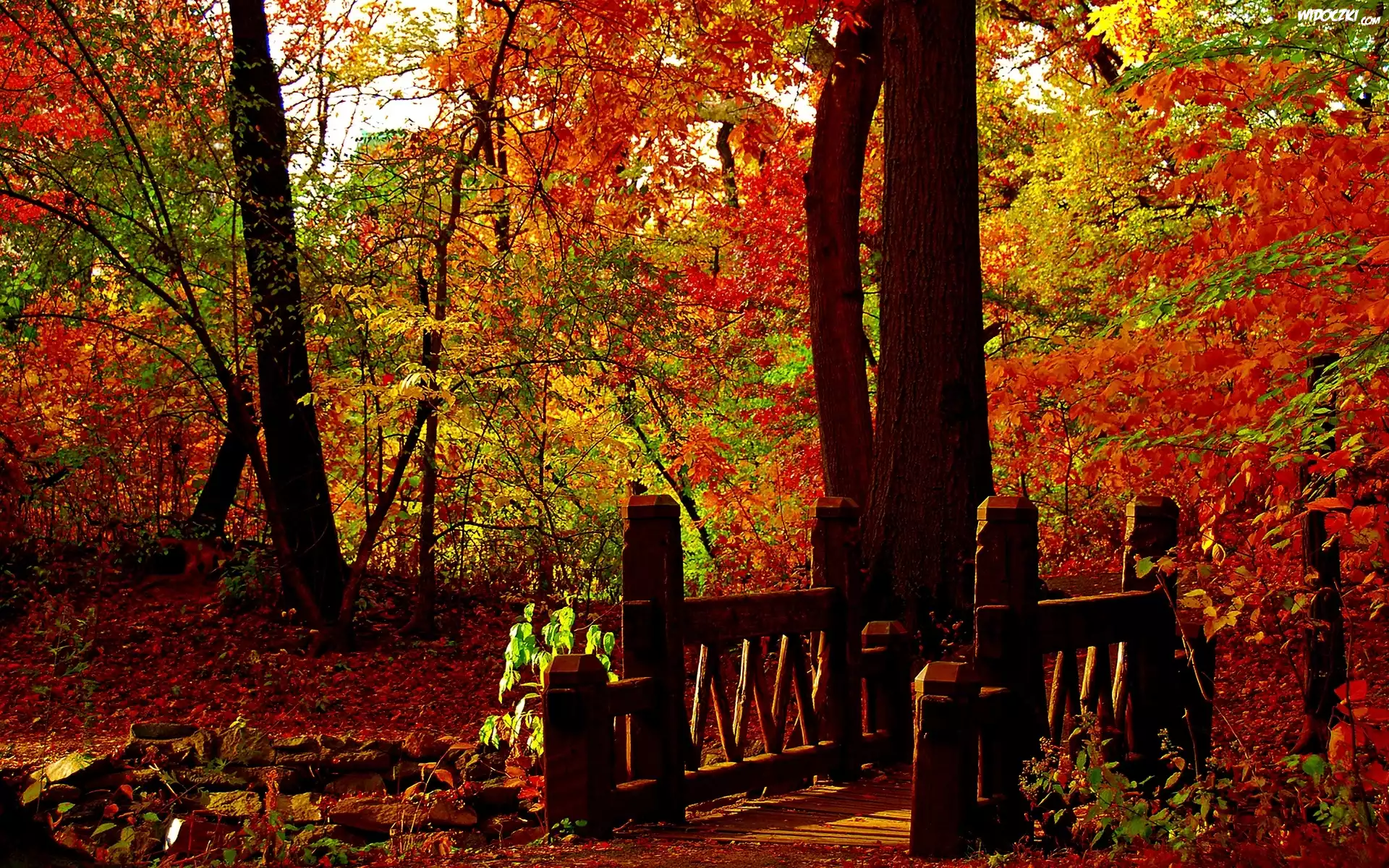 Park, Drzewa, Mostek, Jesień