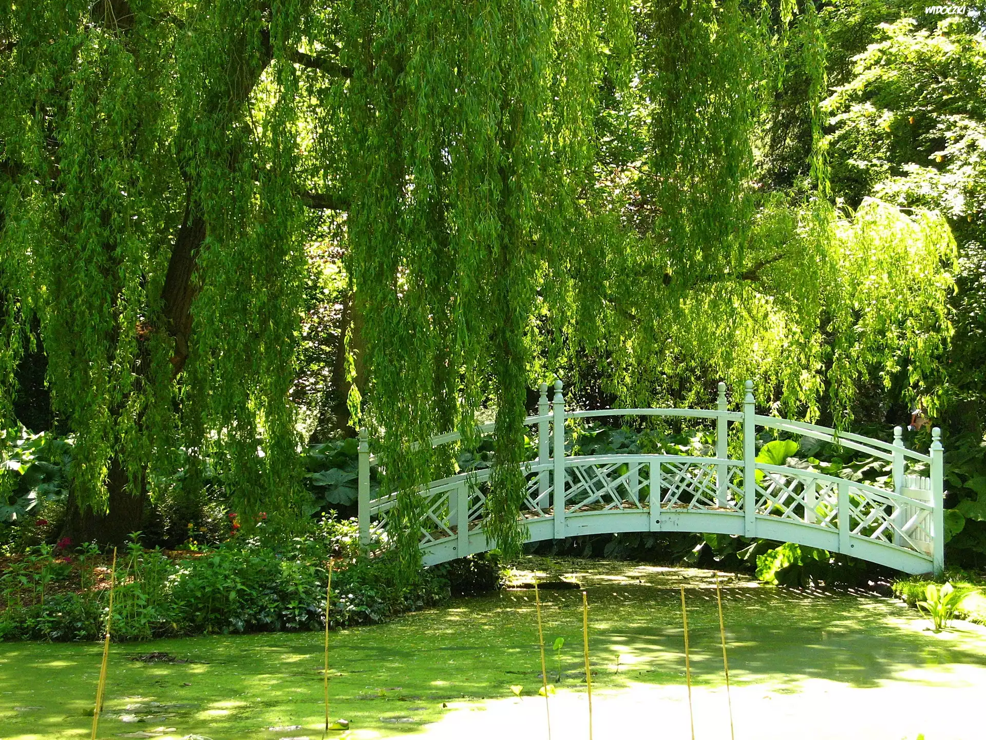 Park, Staw, Mostek, Anglia
