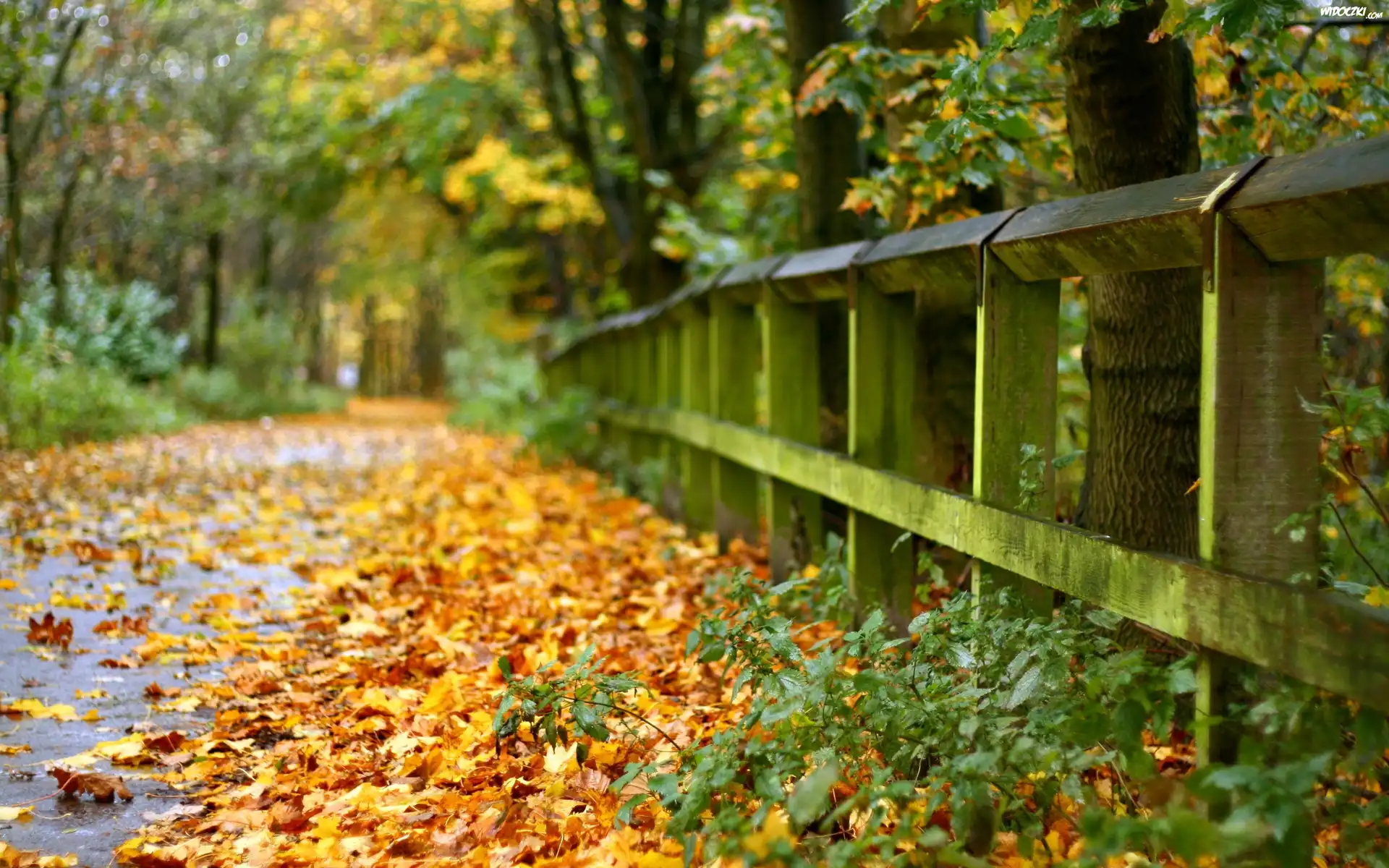 Park, Liście, Droga, Ogrodzenie, Jesień