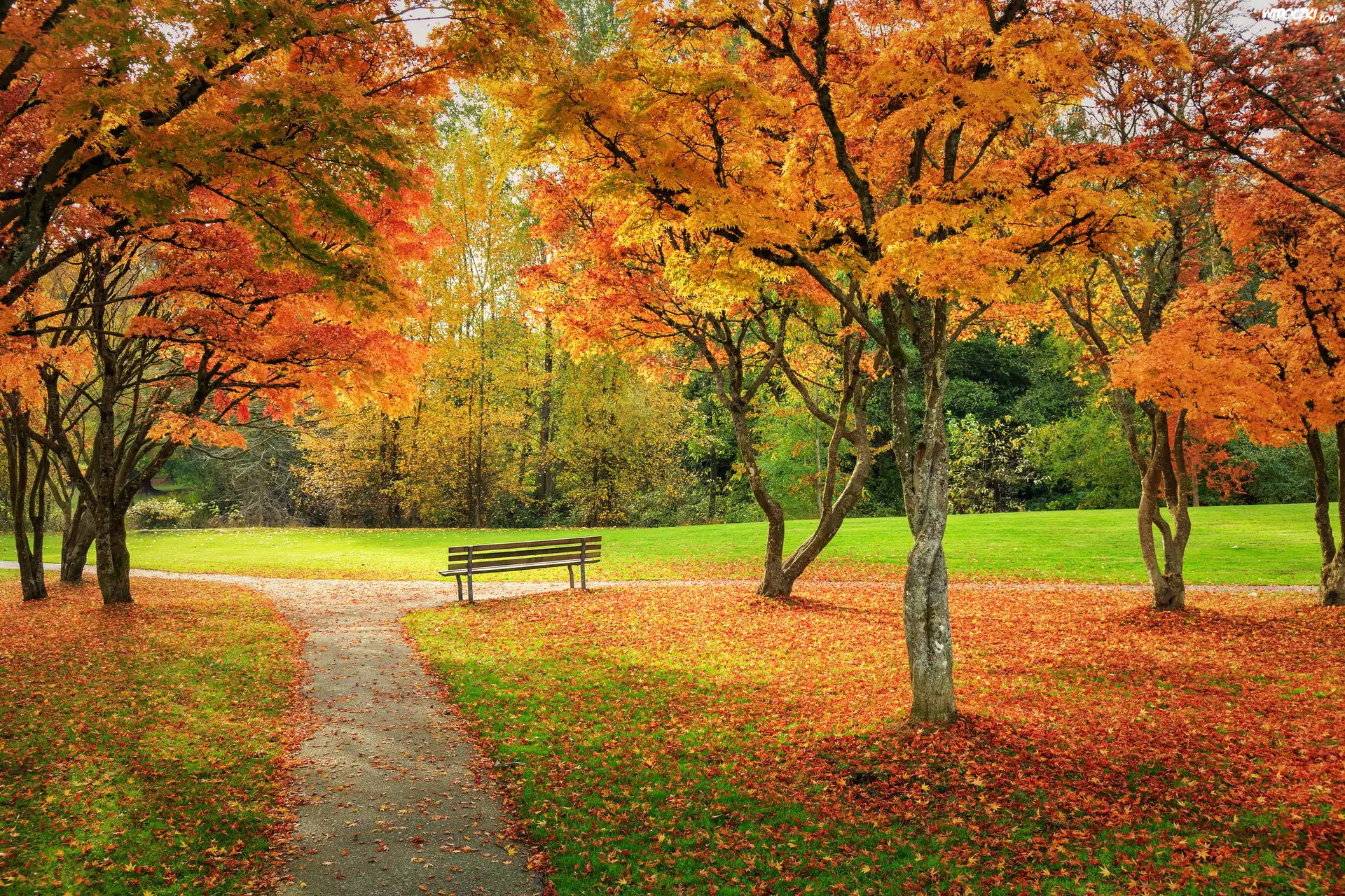 Park, Jesień, Drzewa, Ławka, Żółte, Liście