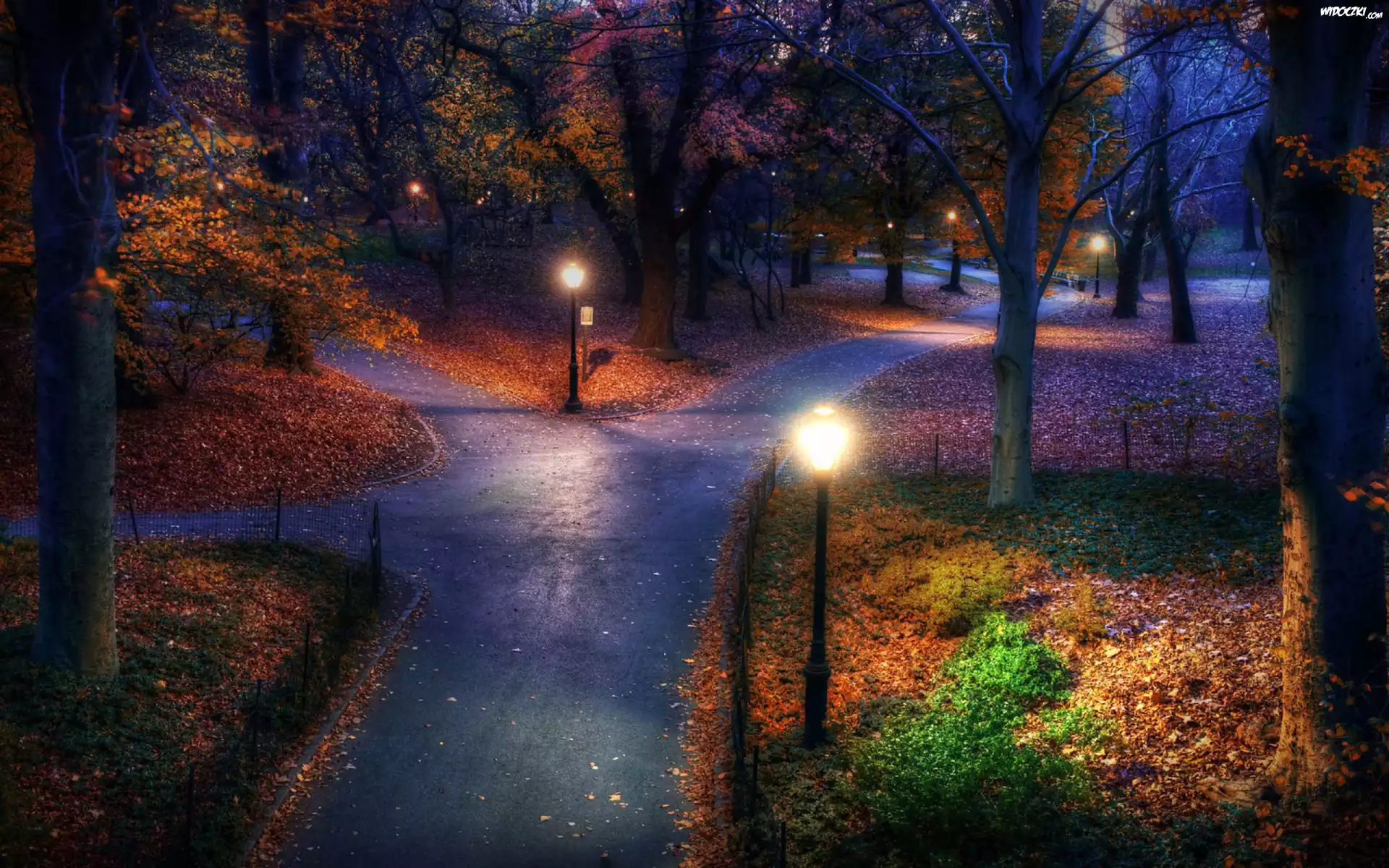 Oświetlony, Park, Nocą, Drzewa, Liście, Alleja, Spacerowa