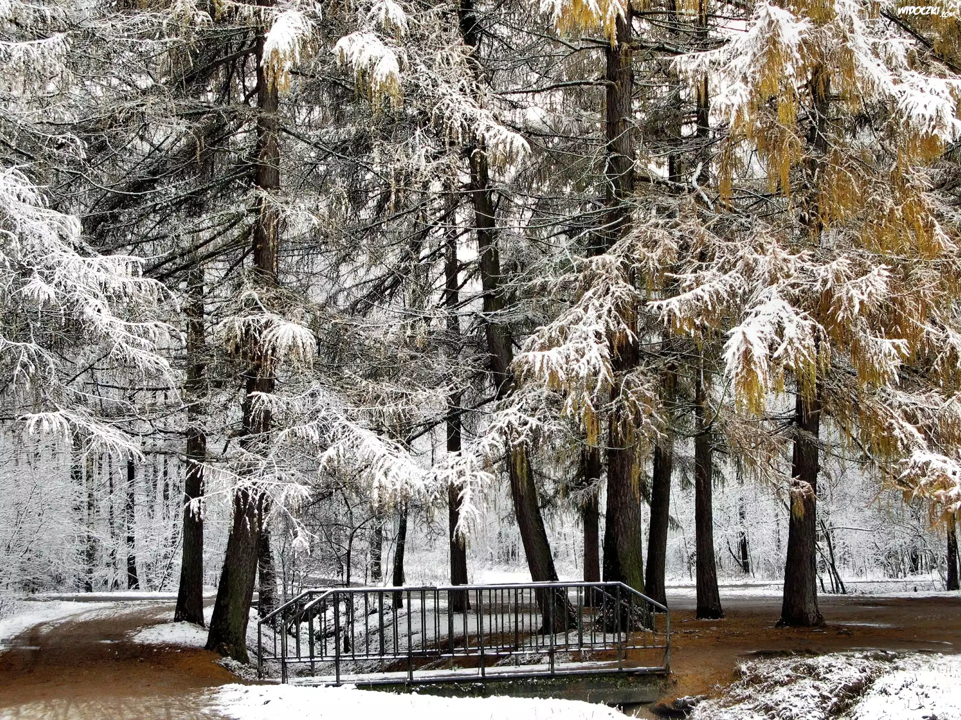Park, Mostek, Pierwszy, Śnieg