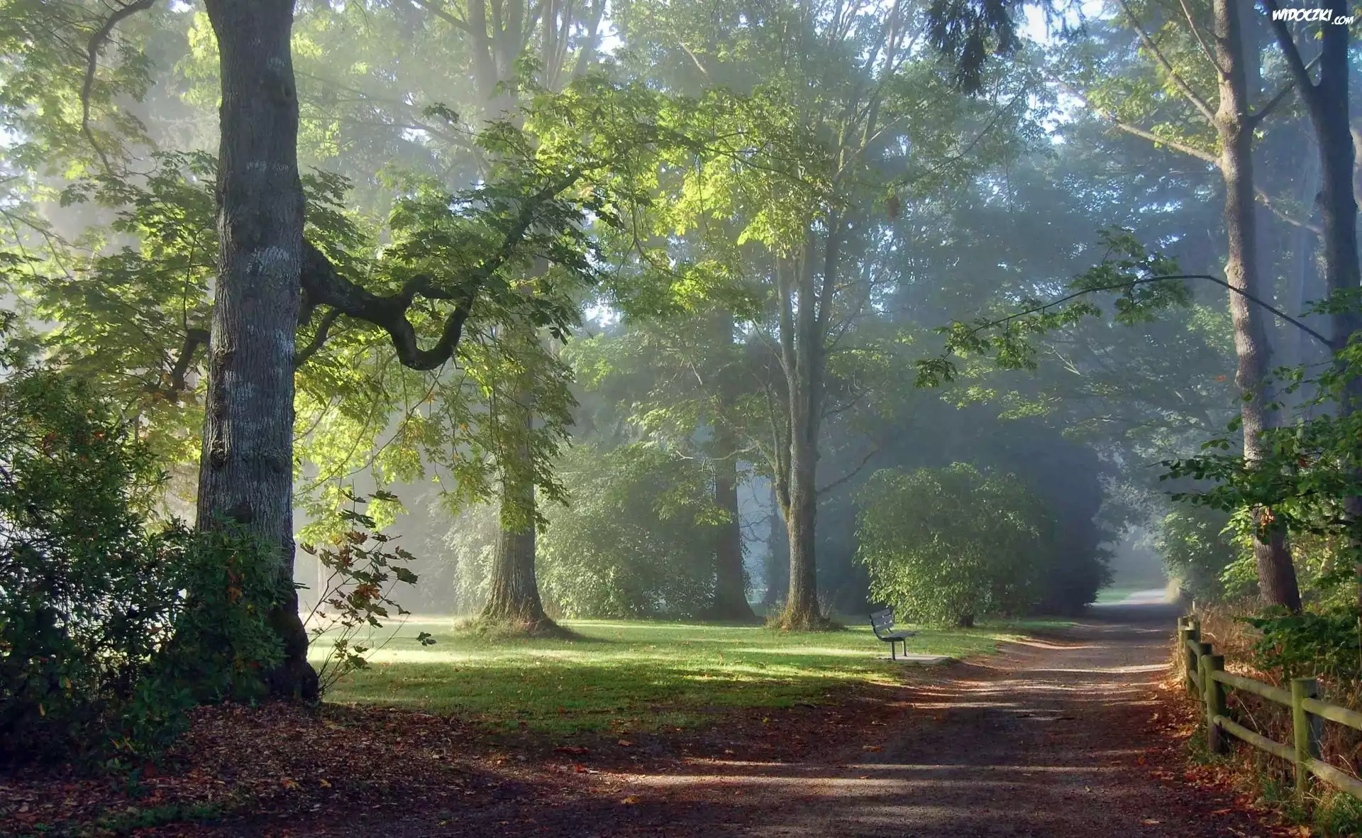 Park, Aleja, Poranek, Mgła