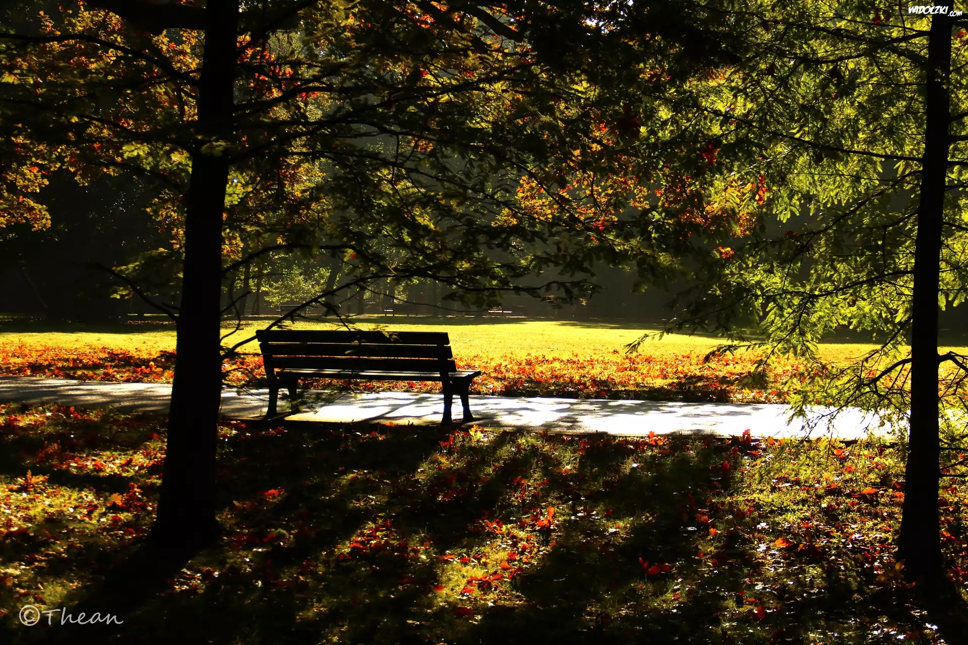 Park, Drzewa, Ławka, Poranek, Jesień