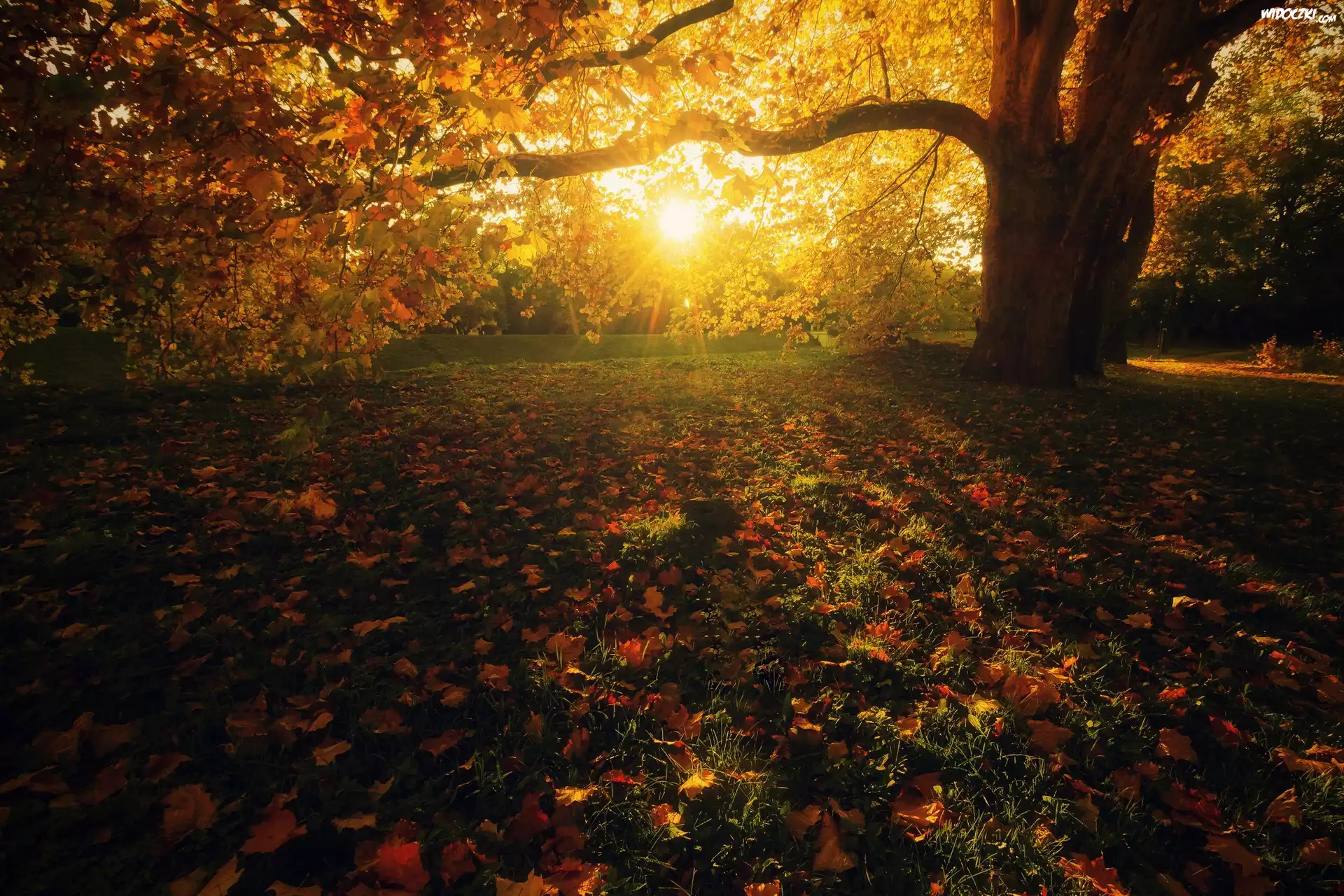 Park, Drzewa, Jesień, Liście, Promienie słońca