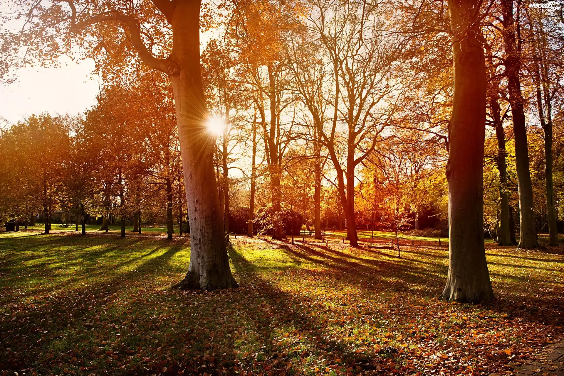 Park, Jesień, Promienie, Słońca