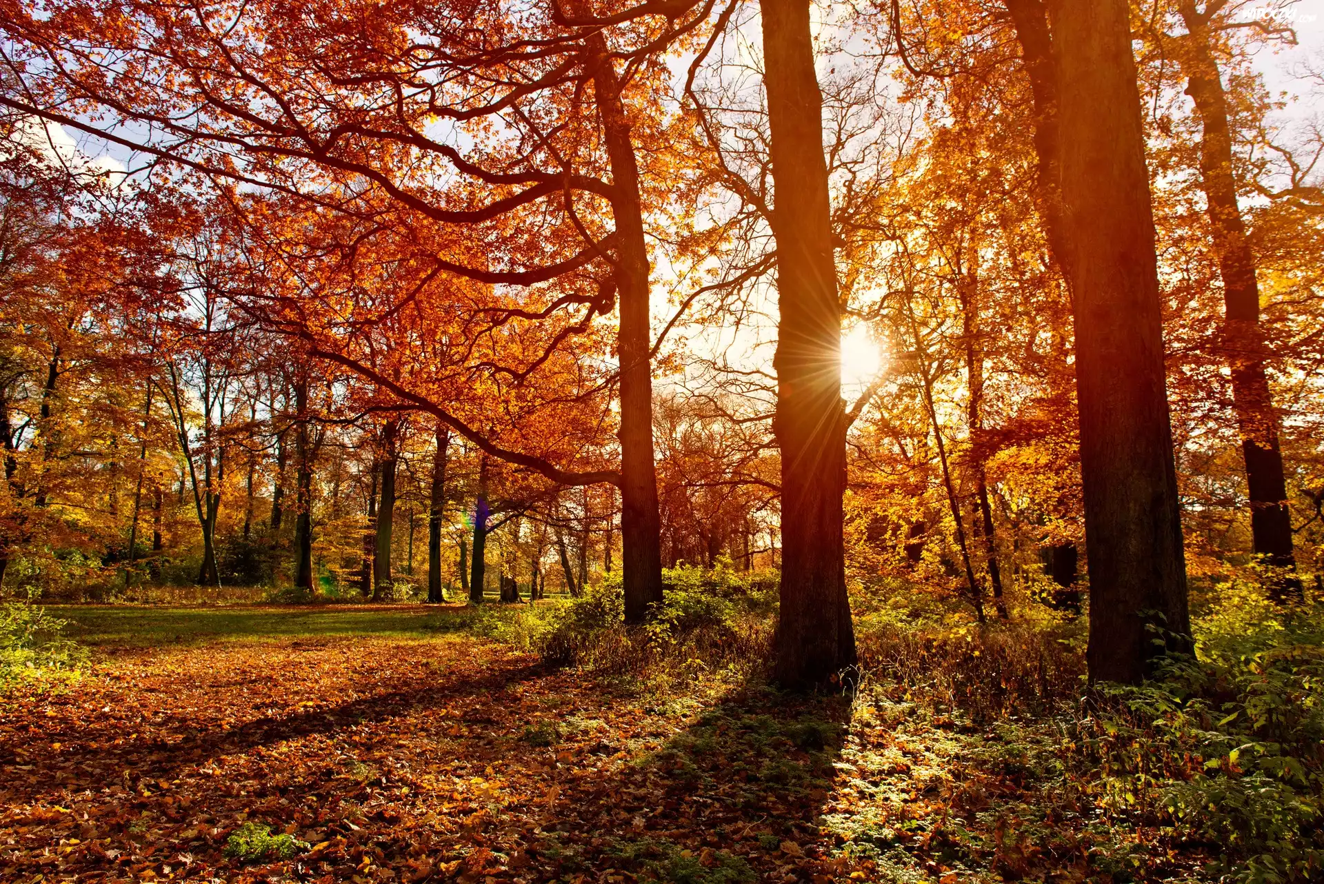 Park, Jesień, Promienie Słońca