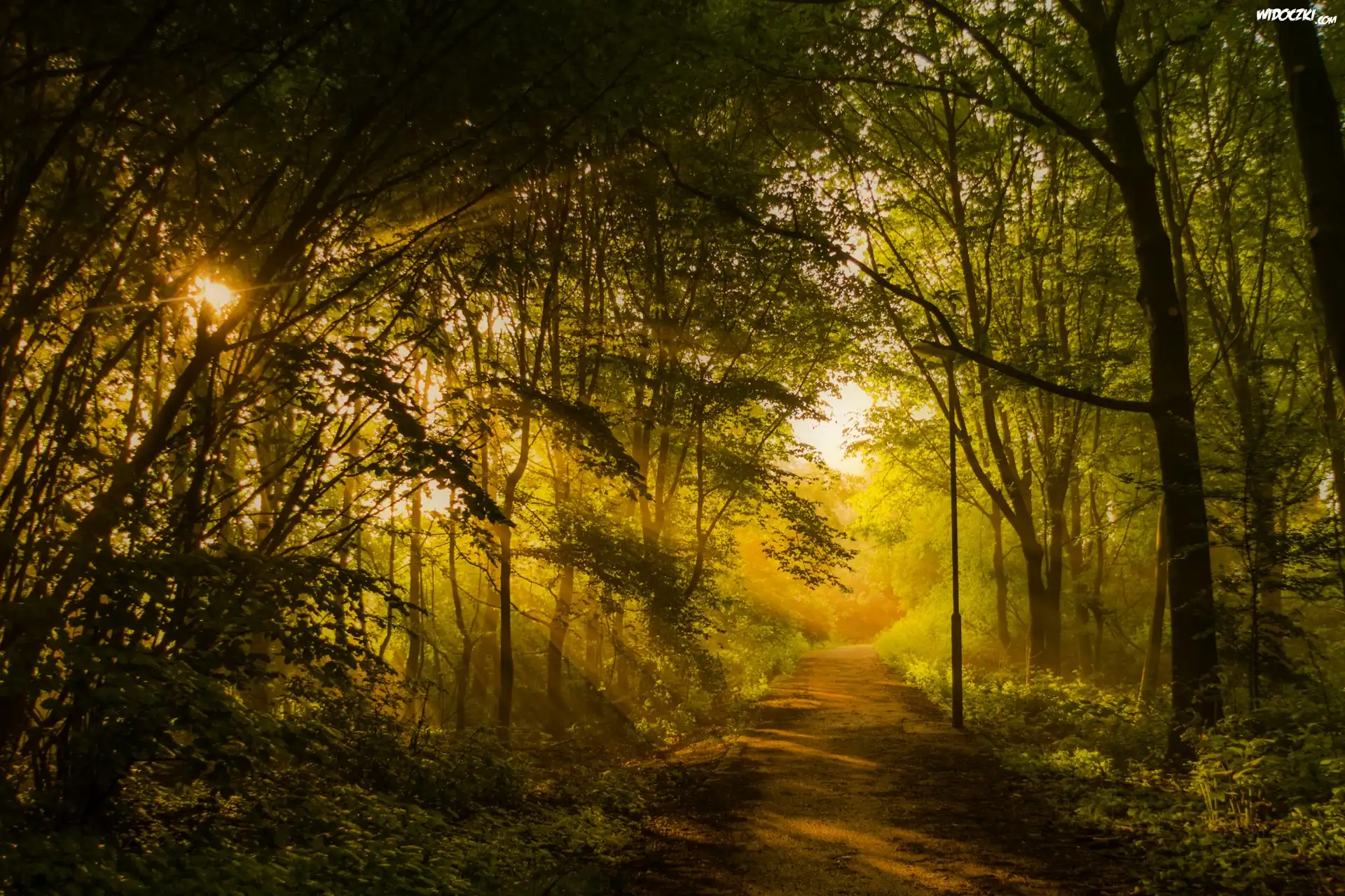 Park, Aleja, Latarnia, Przebijające, Promienie, Słońca