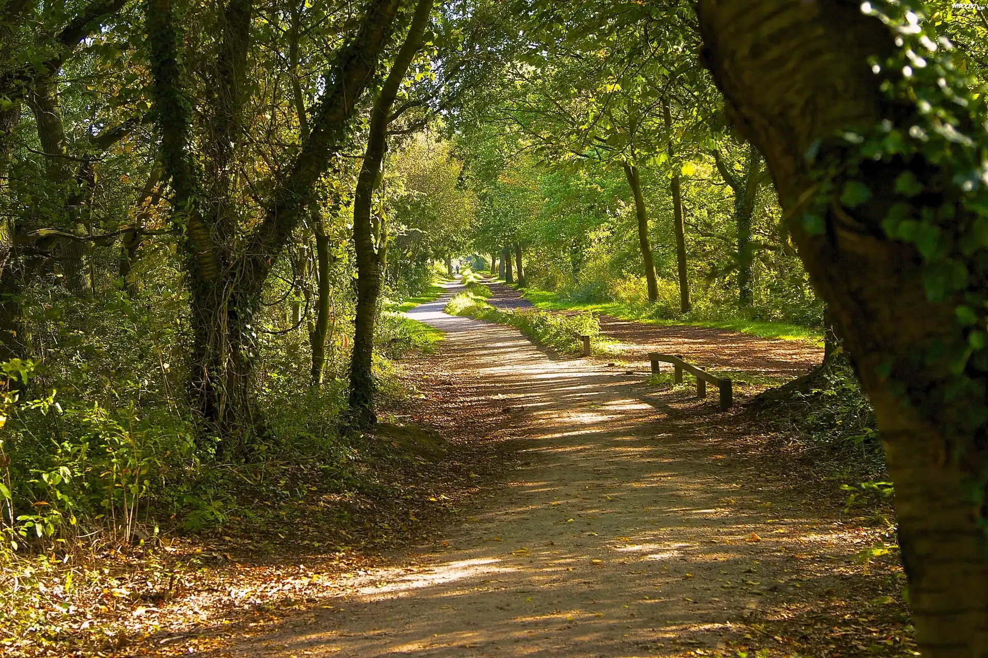 Park, Droga, Przebijające, Światło