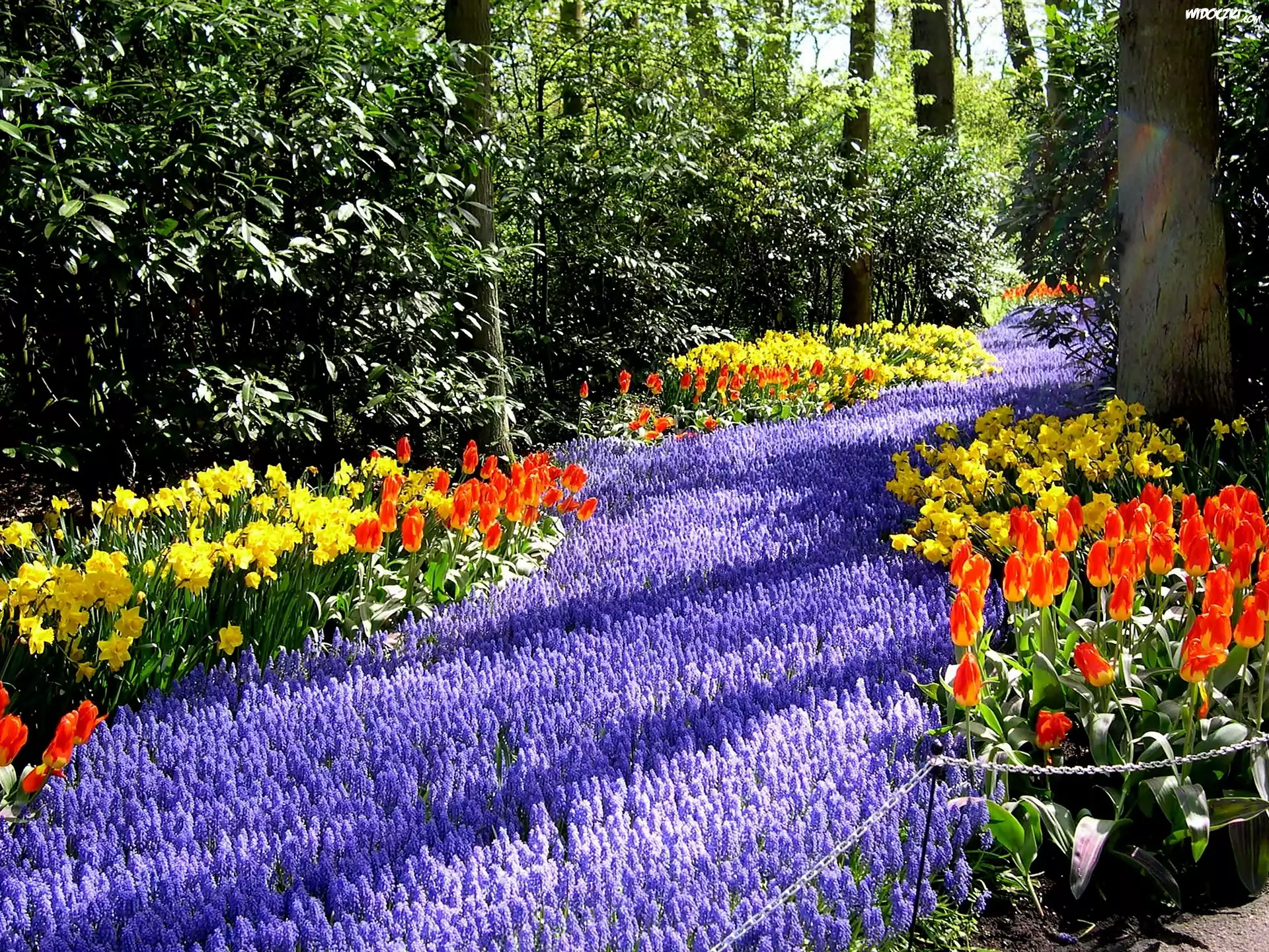 Park, Dywan, Kwiatowy, Przebijające, Światło