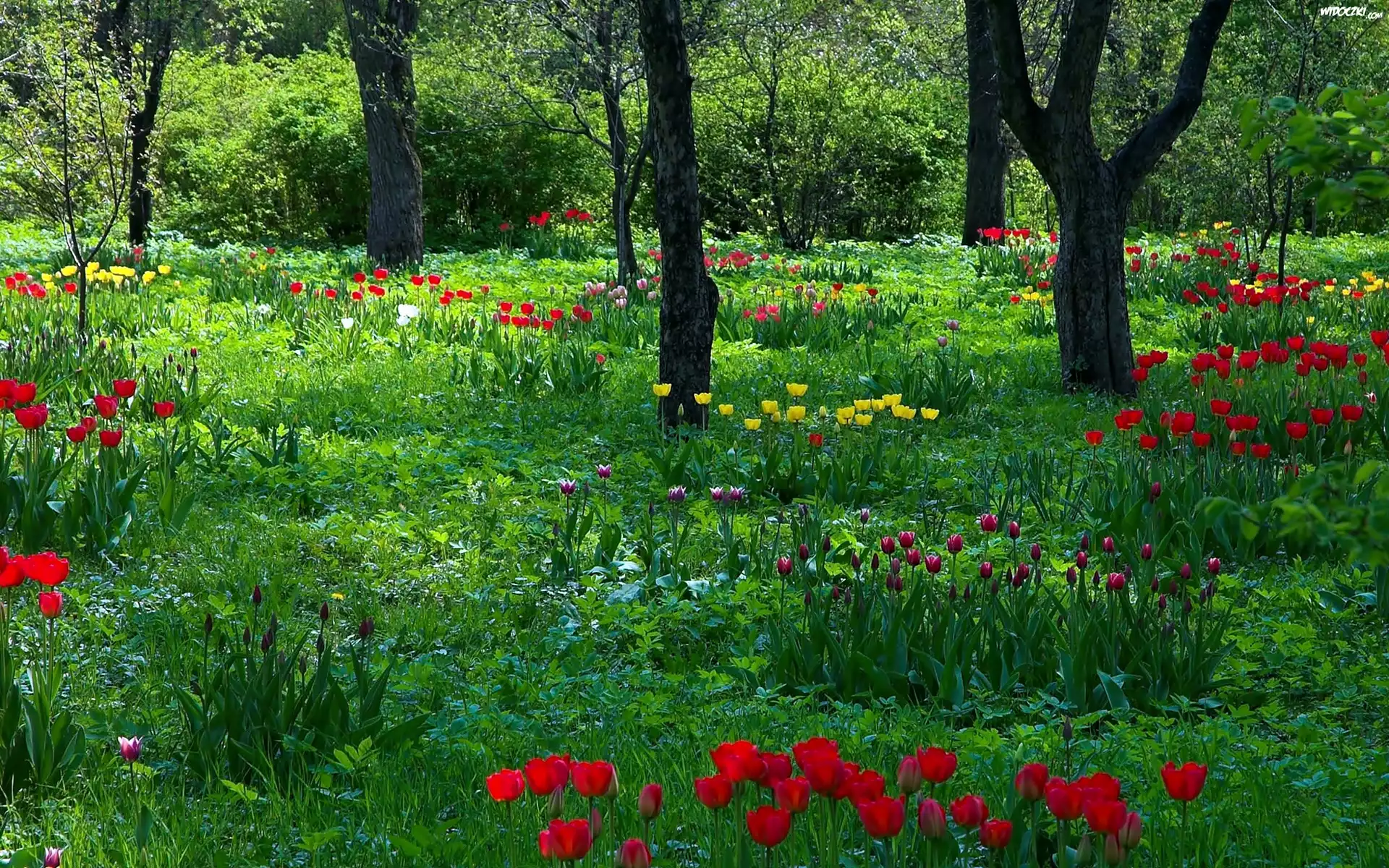 Park, Wiosna, Tulipany, Przebijające, Światło