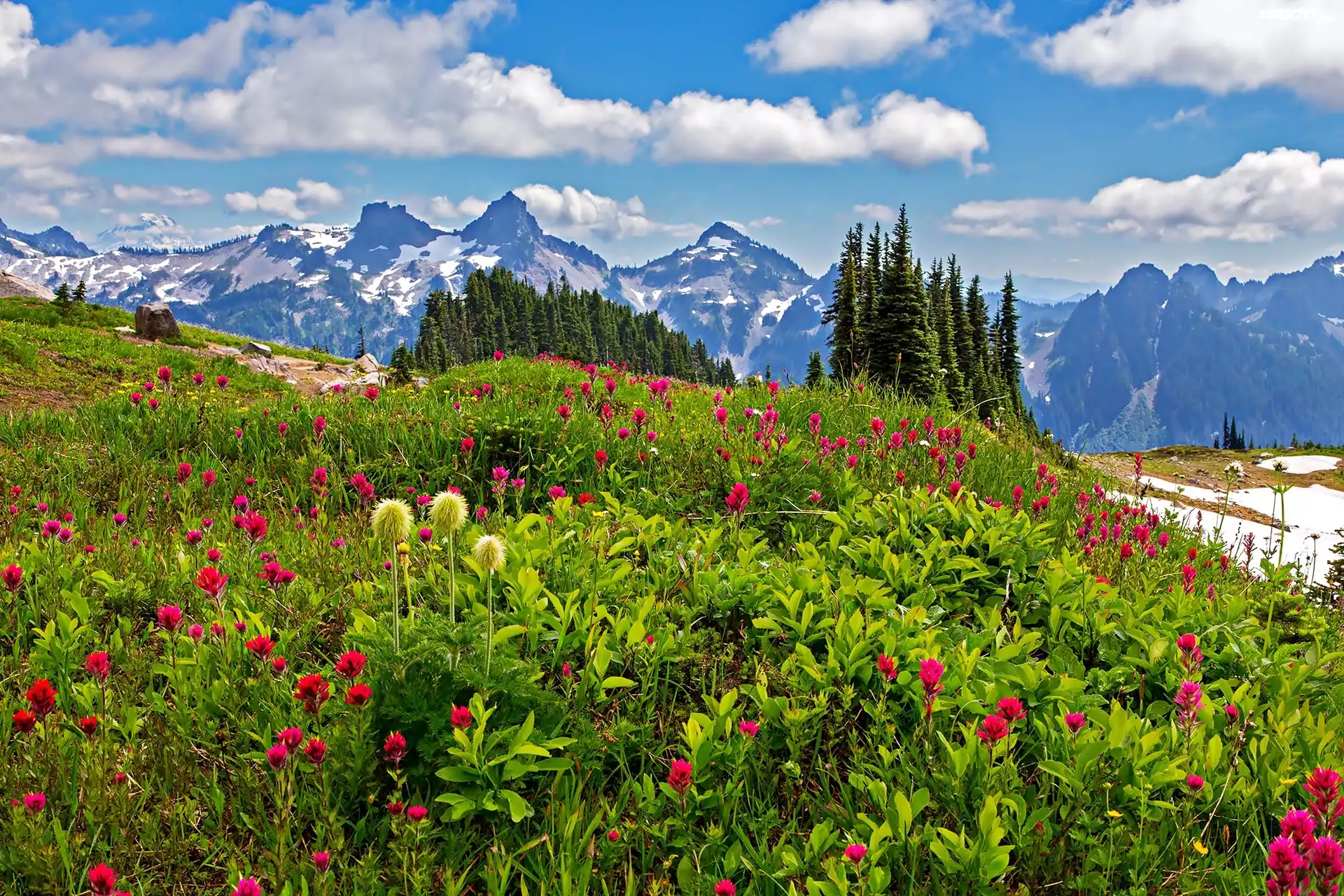 Stany Zjednoczone, Stan Waszyngton, Park Narodowy Mount Rainier, Góry, Łąka