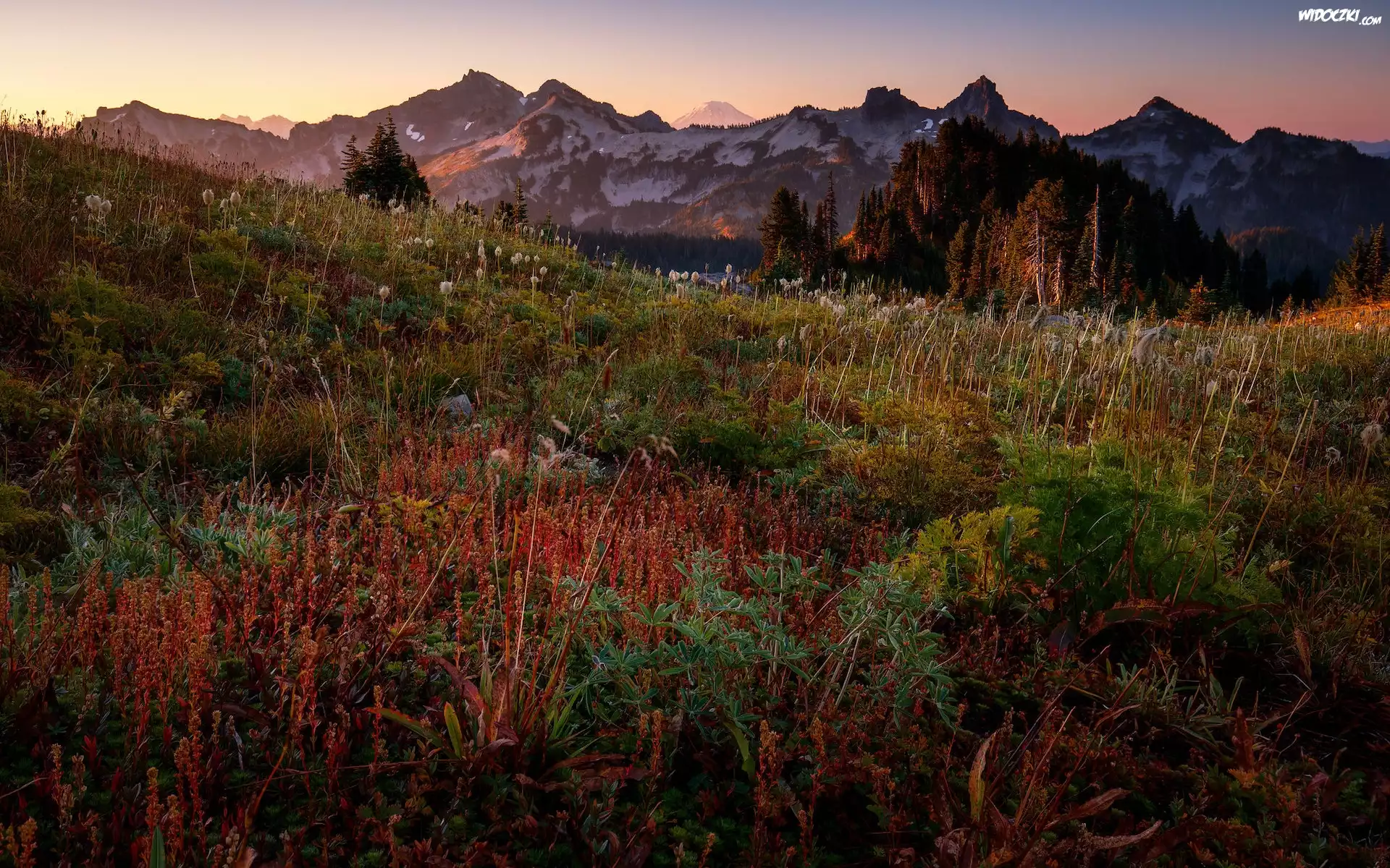 Park Narodowy Mount Rainier, Góry, Tatoosh Range, Łąka, Rośliny, Stan Waszyngton, Stany Zjednoczone