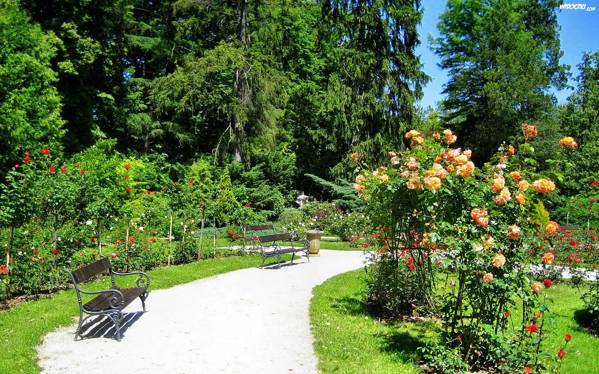 Park, Ławeczki, Kwitnące, Róże, Lato
