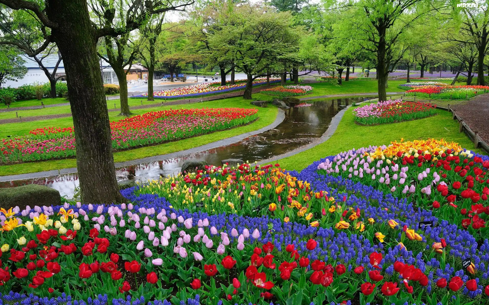Park, Drzewa, Rzeczka, Tulipany