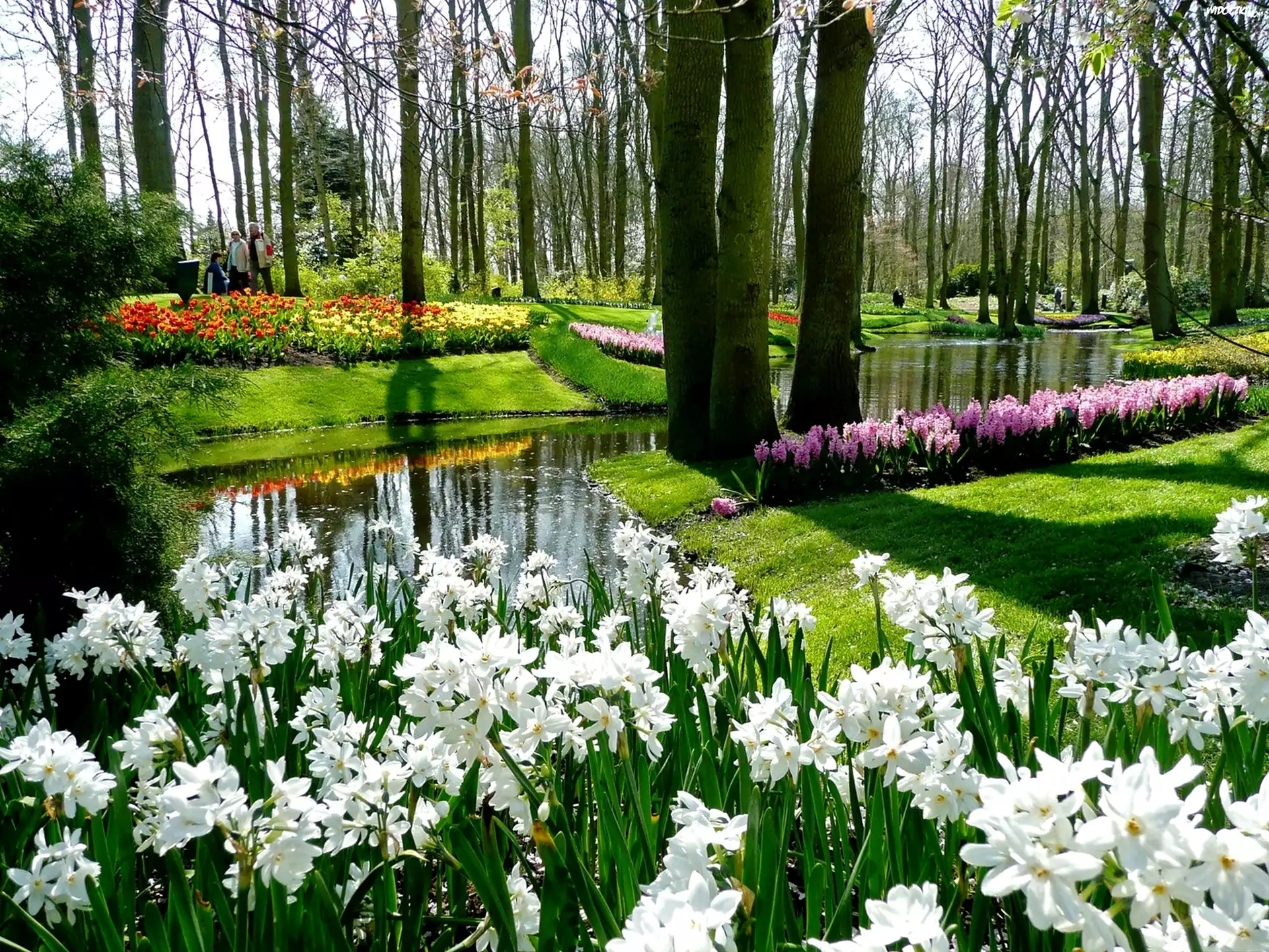 Park, Kwiaty, Rzeczka, Wiosna