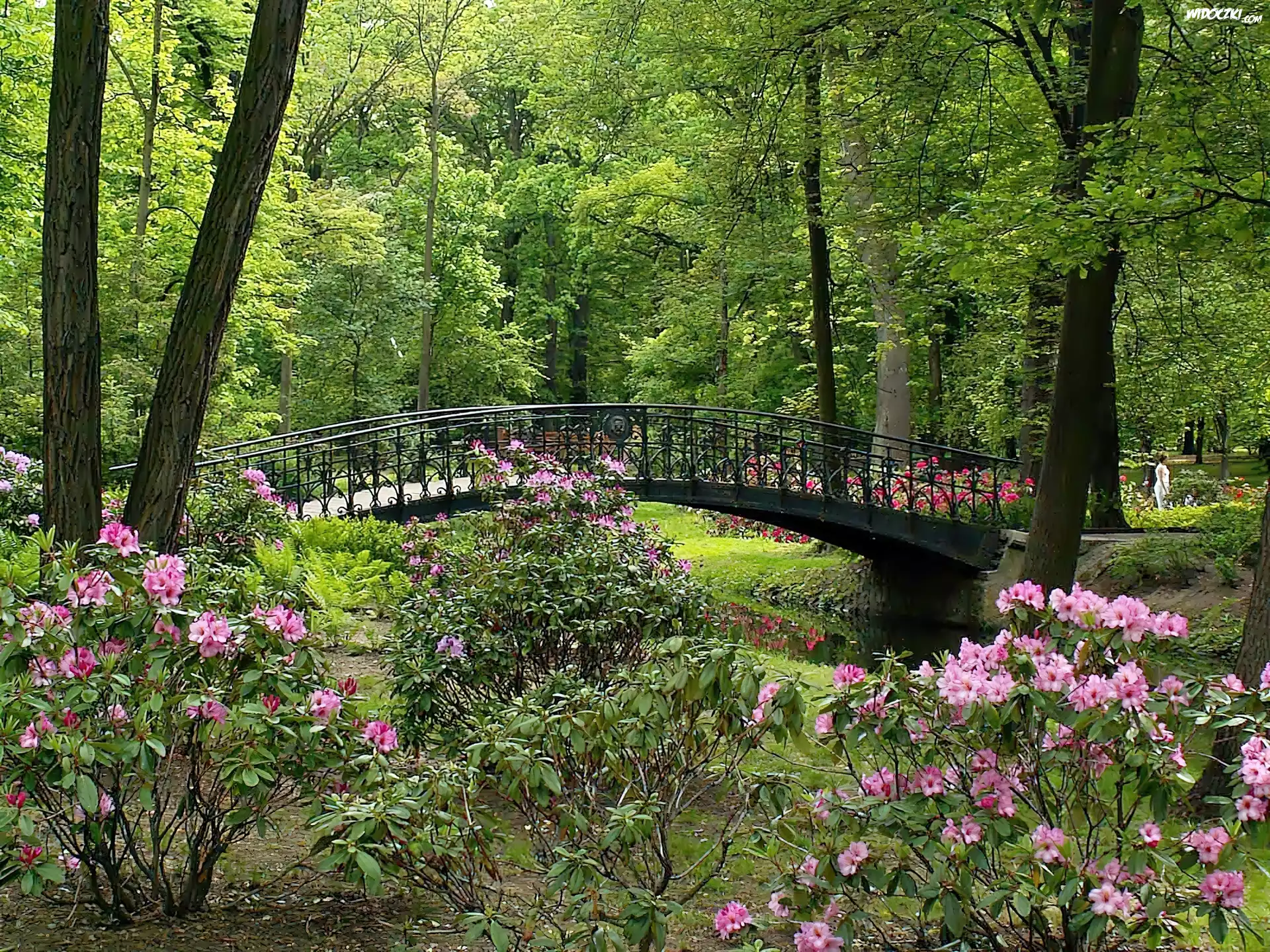 Park, KwitnÄ…ce, Rododendrony, Rzeczka, Mostek