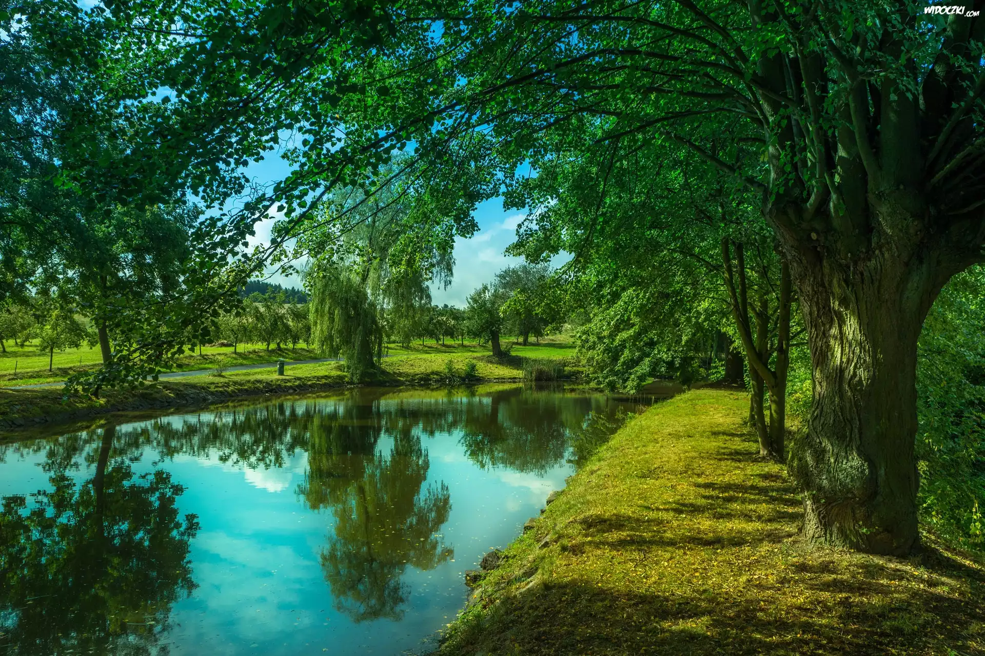 Rzeka, Park, Drzewa