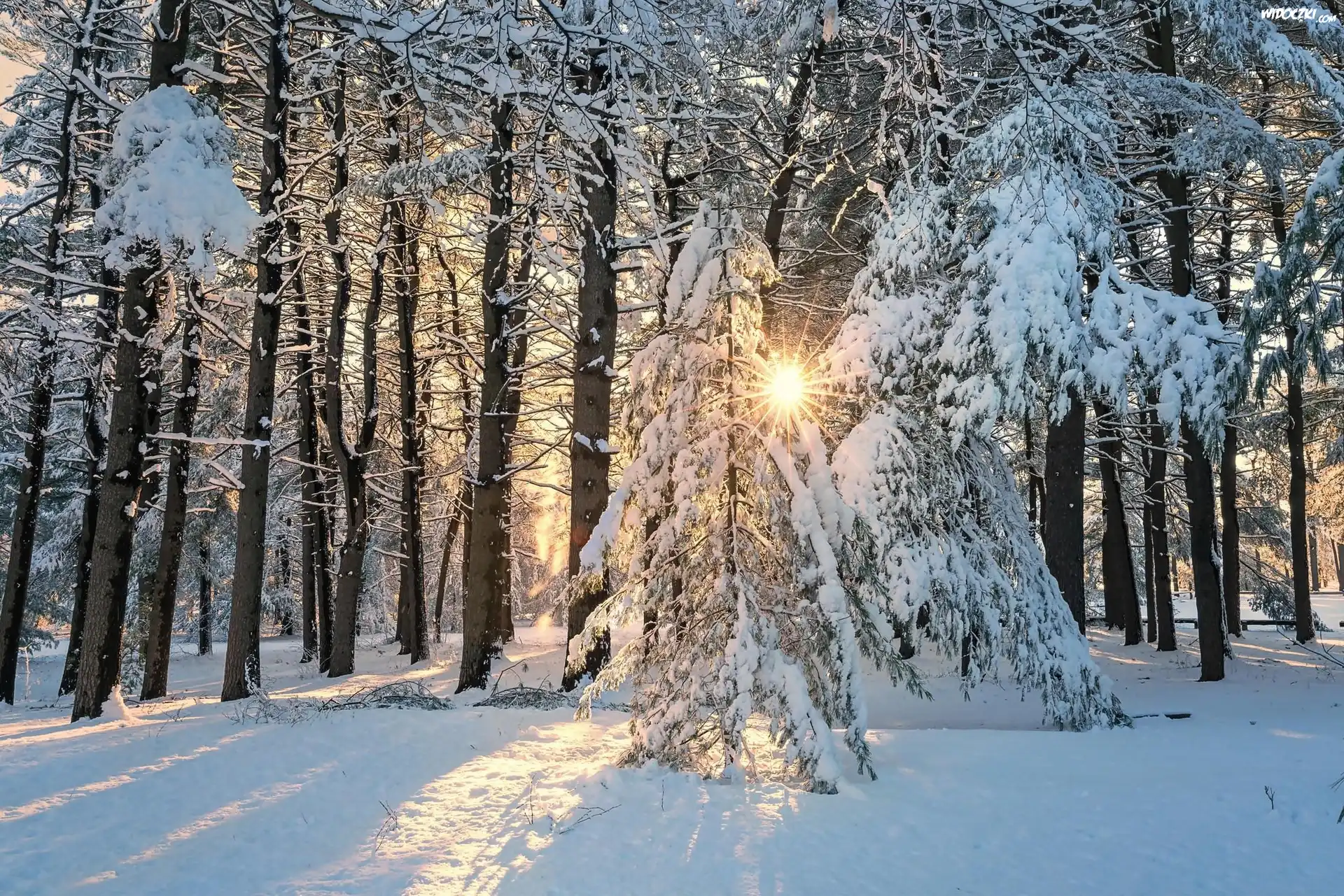 Park, Ośnieżone, Drzewa, Promienie słońca, Zima