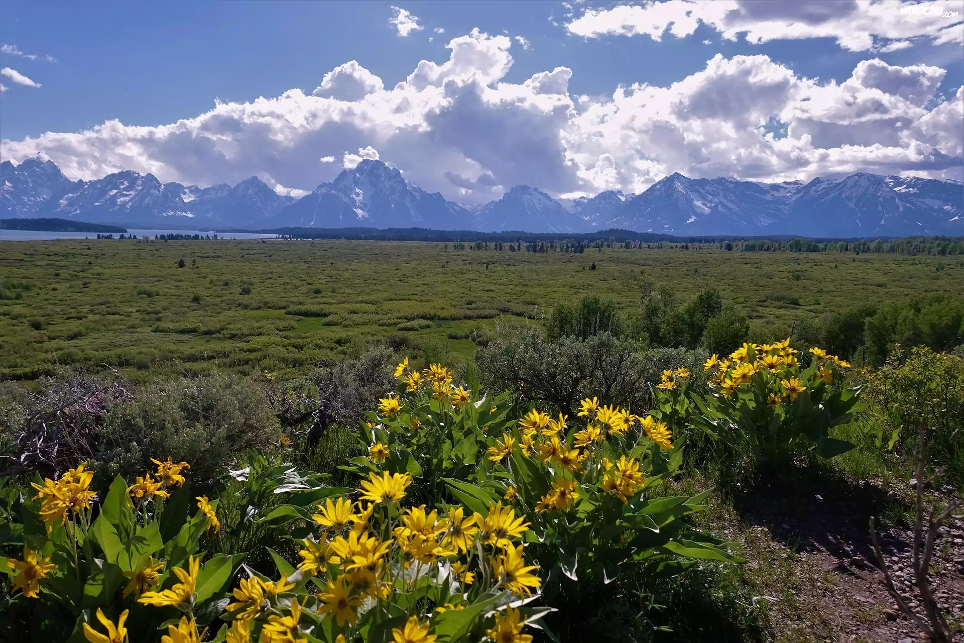 Park Narodowy Grand Teton, Żółte, Kwiaty, Polana, Chmury, Góry, Teton Range, Stan Wyoming, Stany Zjednoczone