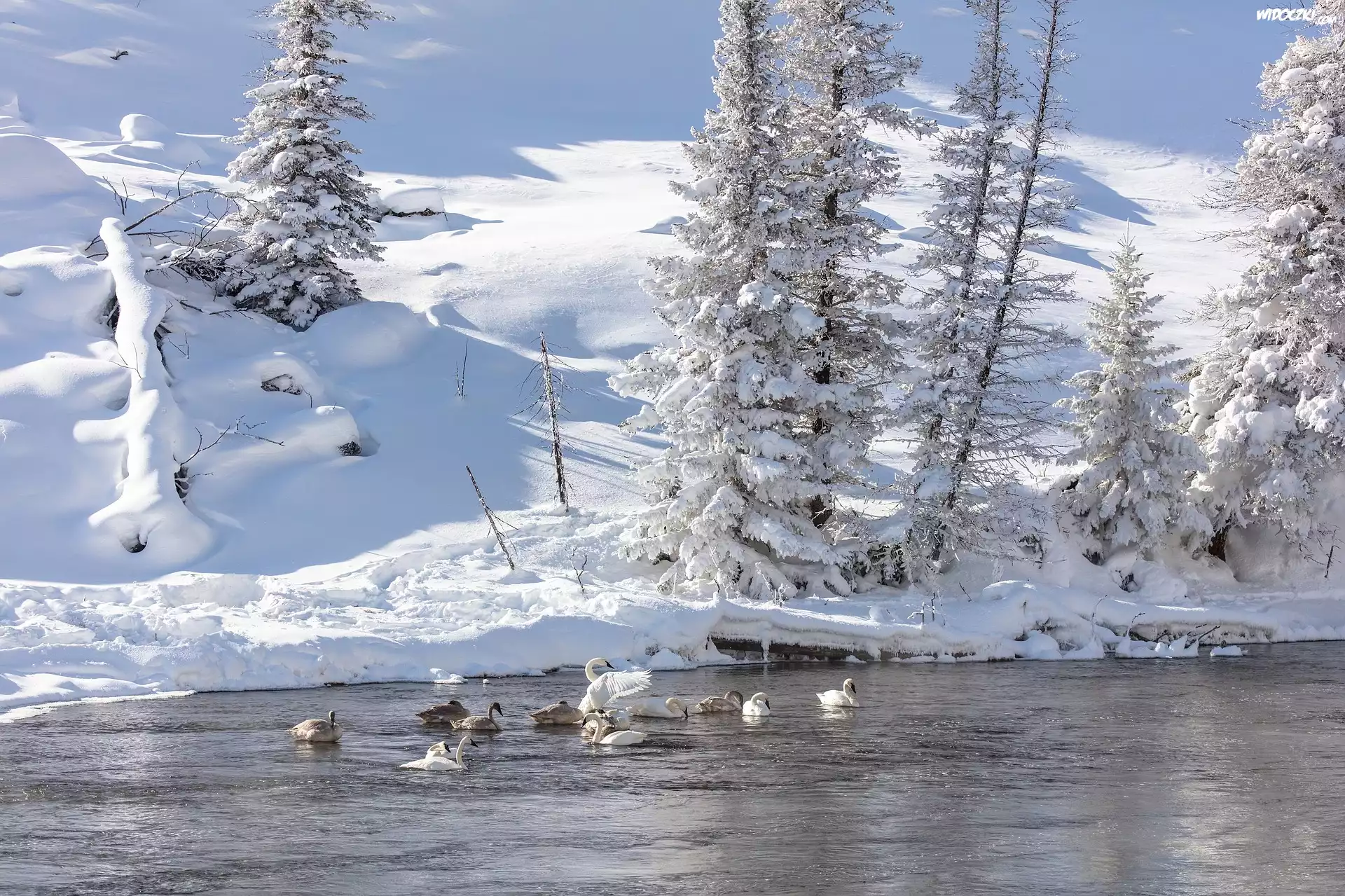 Stany Zjednoczone, Stan Wyoming, Park Narodowy Yellowstone, Rzeka Madison, Łabędzie, Łabędź trębacz, Zima, Drzewa