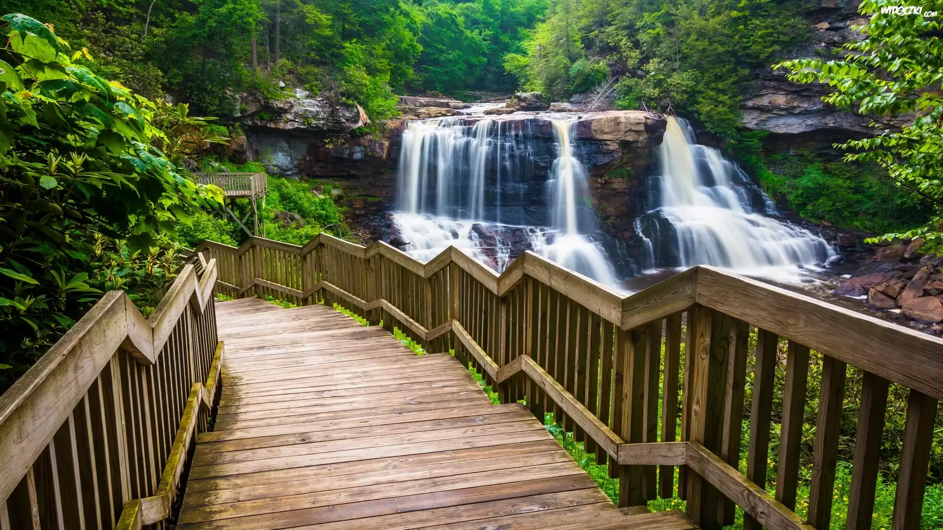Stany Zjednoczone, Wirginia Zachodnia, Park stanowy Blackwater Falls, Wodospad Blackwater Falls, Las, Drzewa, Schody