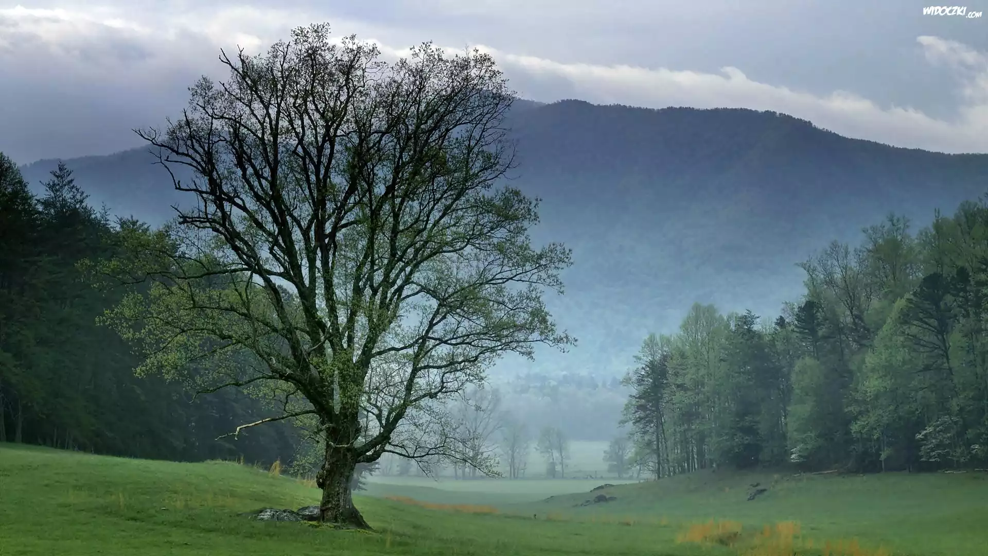 Tennessee, Park, Narodowy, Góry, Las, Łąka, Mgła