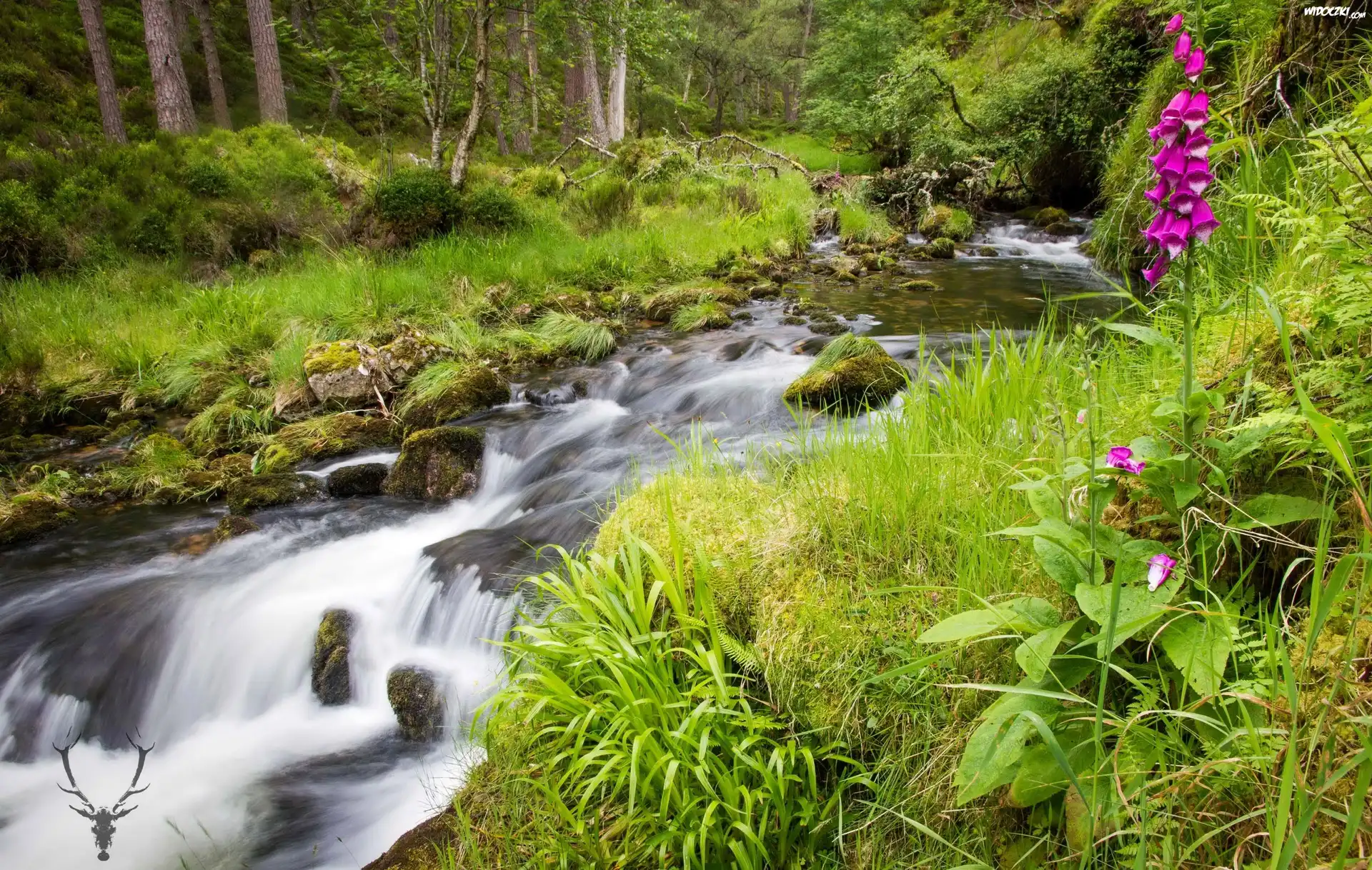 Szkocja, Park Narodowy Cairngorms, Rzeka, Las, Kamienie, Trawa