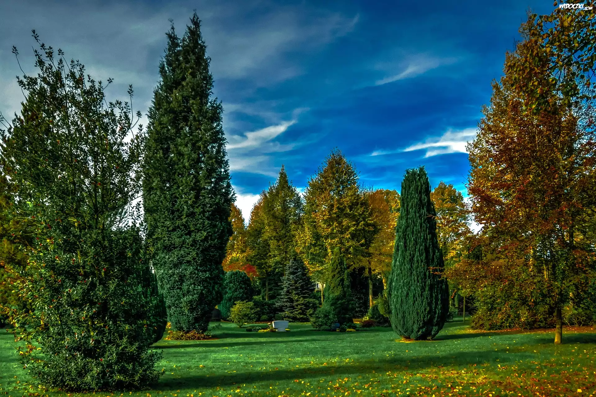Park, Zielona, Trawa, Drzewka