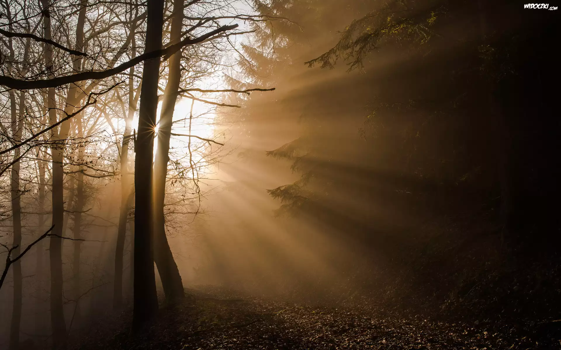Niemcy, Park Narodowy Eifel, Las, Drzewa, Przebijające Światło