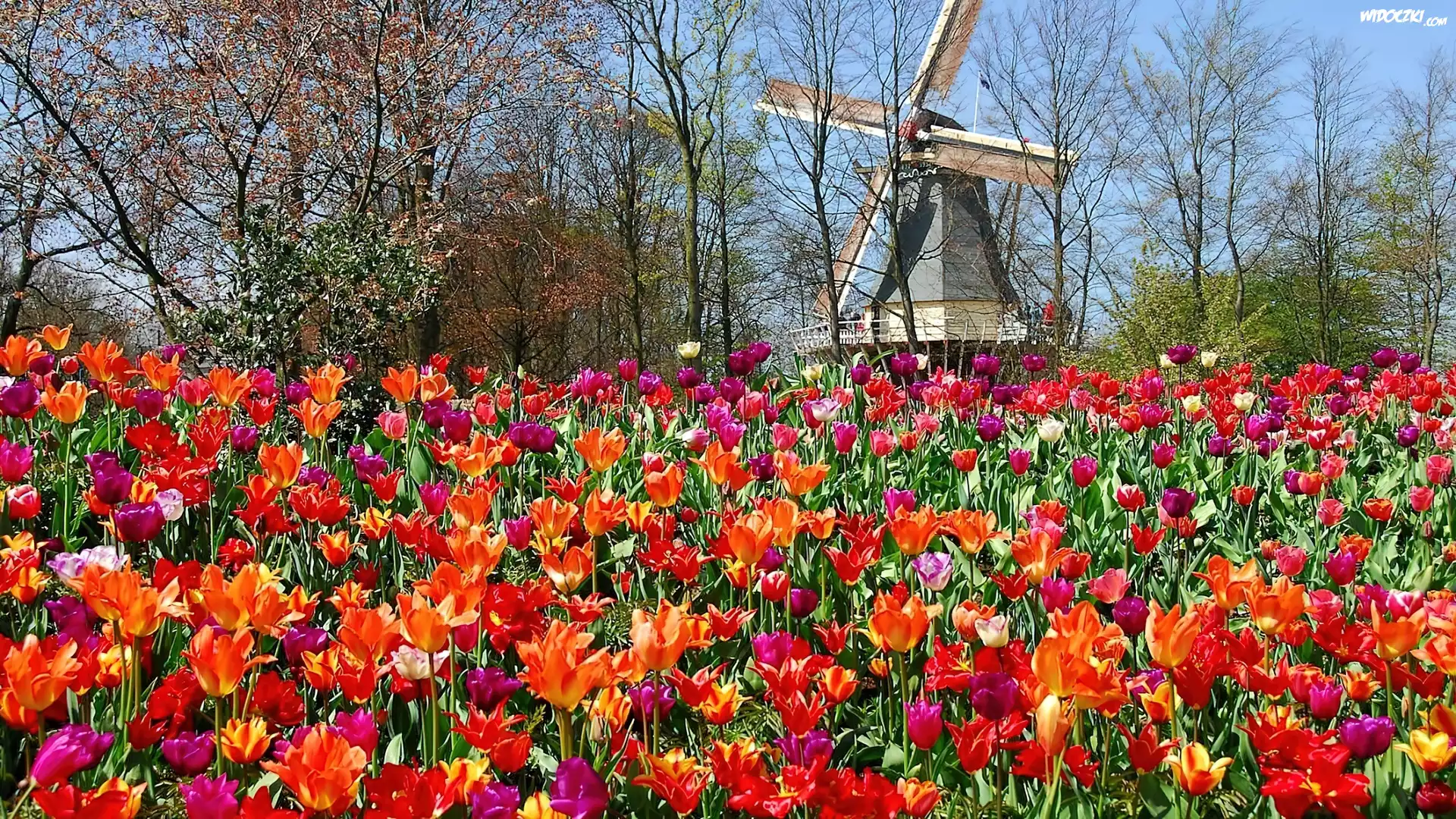 Park, Tulipany, Wiatrak, Lisse