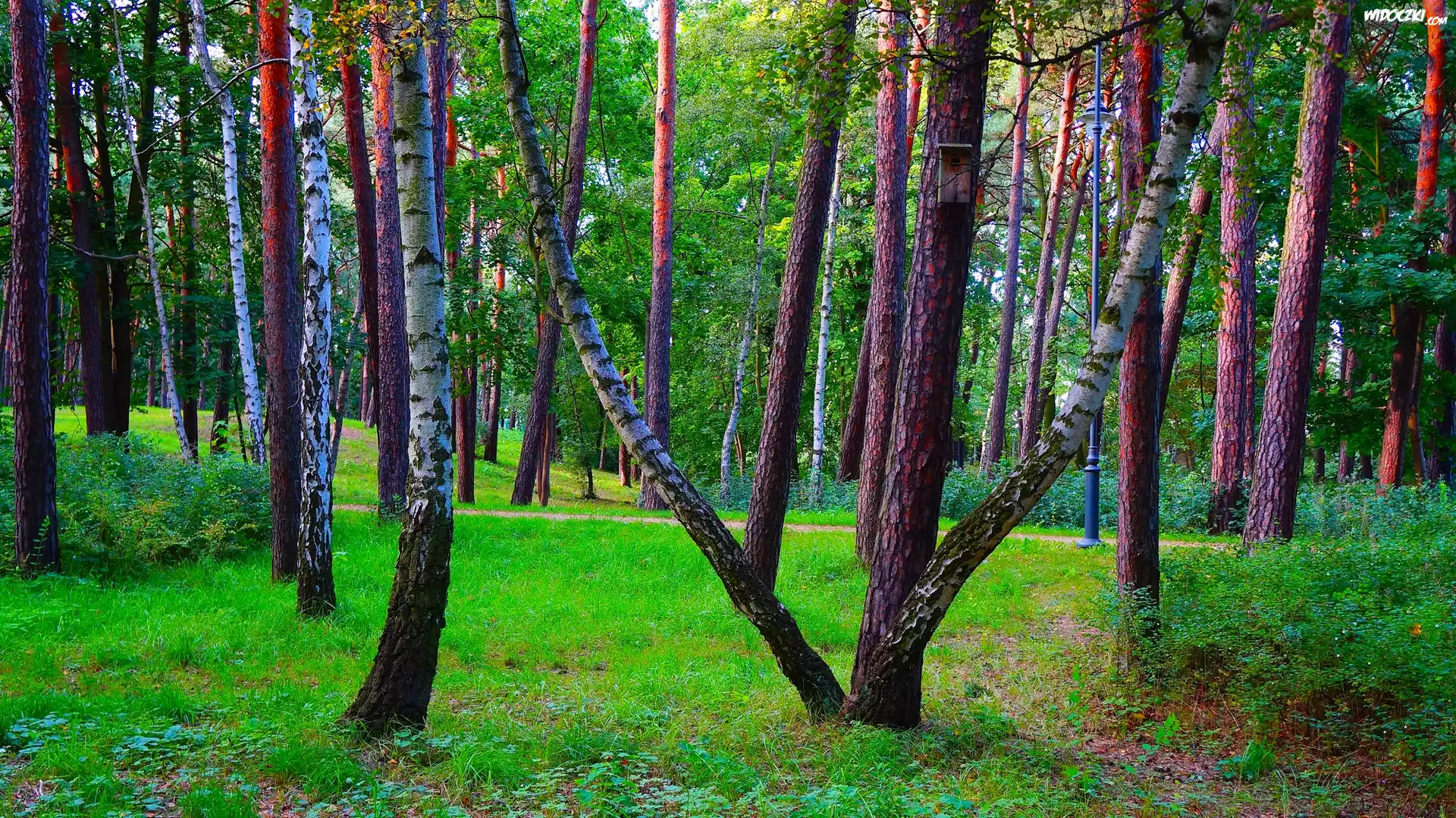 Park, Drzewa, Brzozy, Zieleń, Rośliny