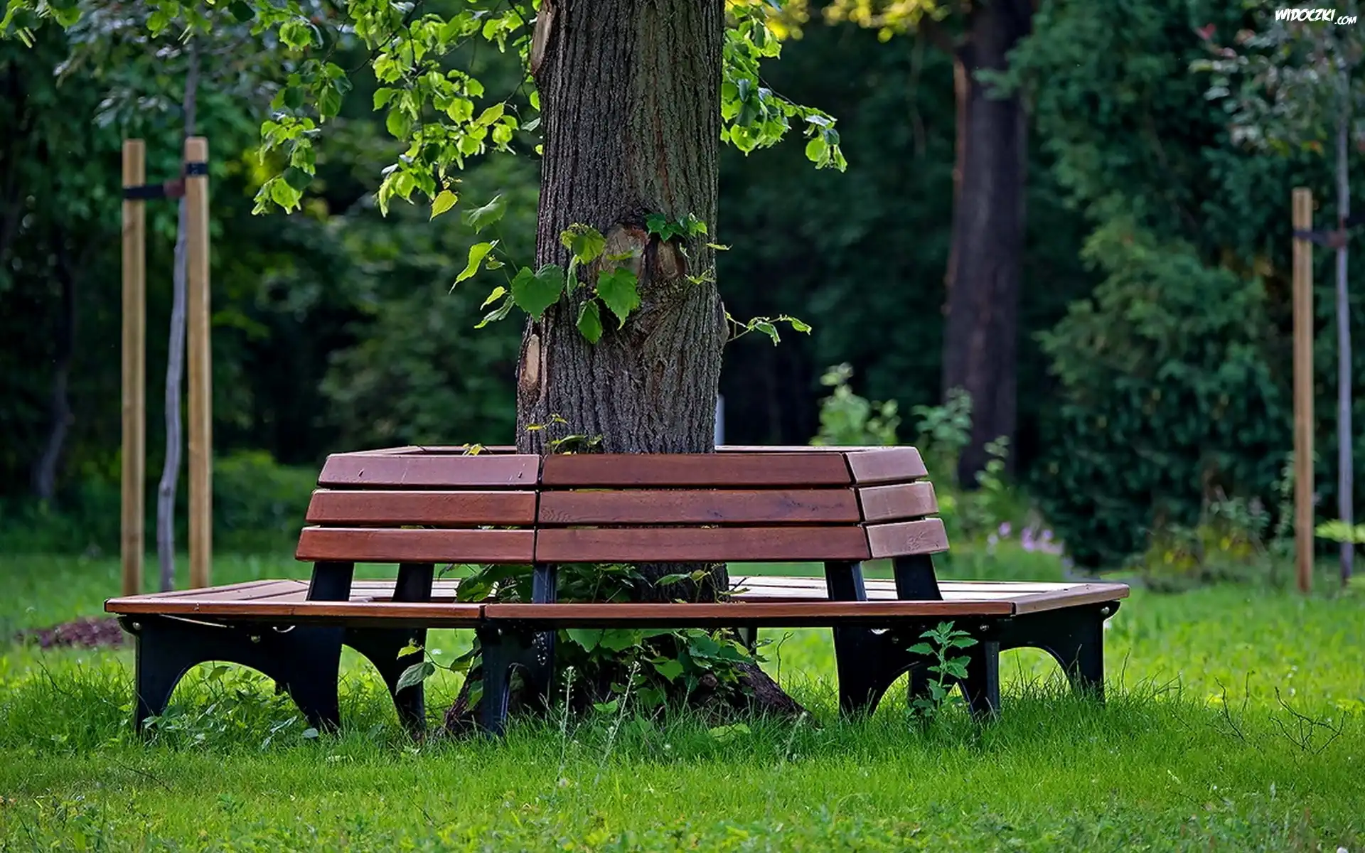 Park, Drzewa, Zieleń, Ławka