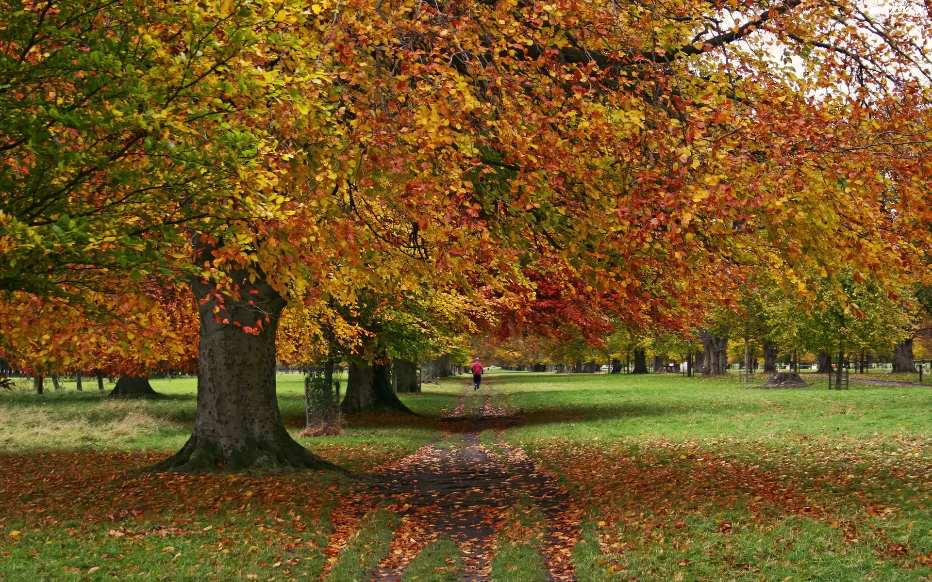 Park, Jesień, Zieleń, Liście