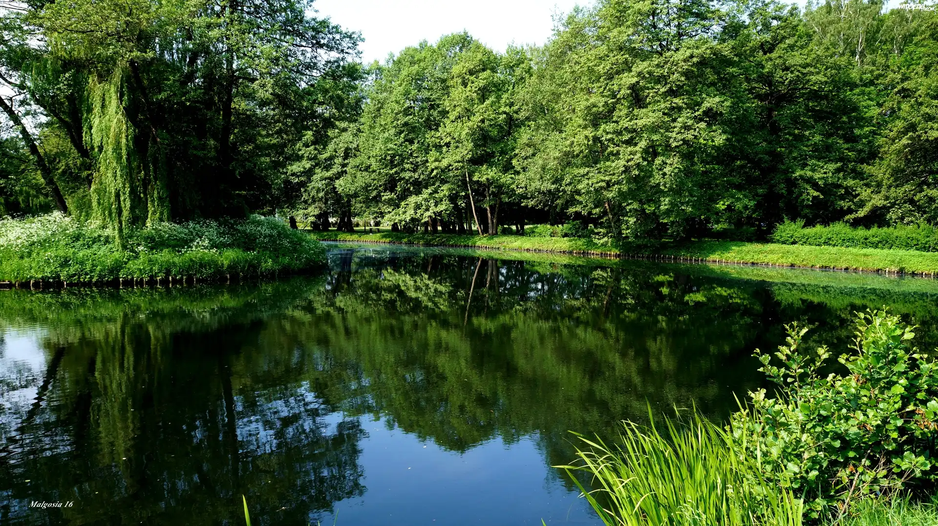 Park, Jeziorko, Woda, Zieleń, Drzewa