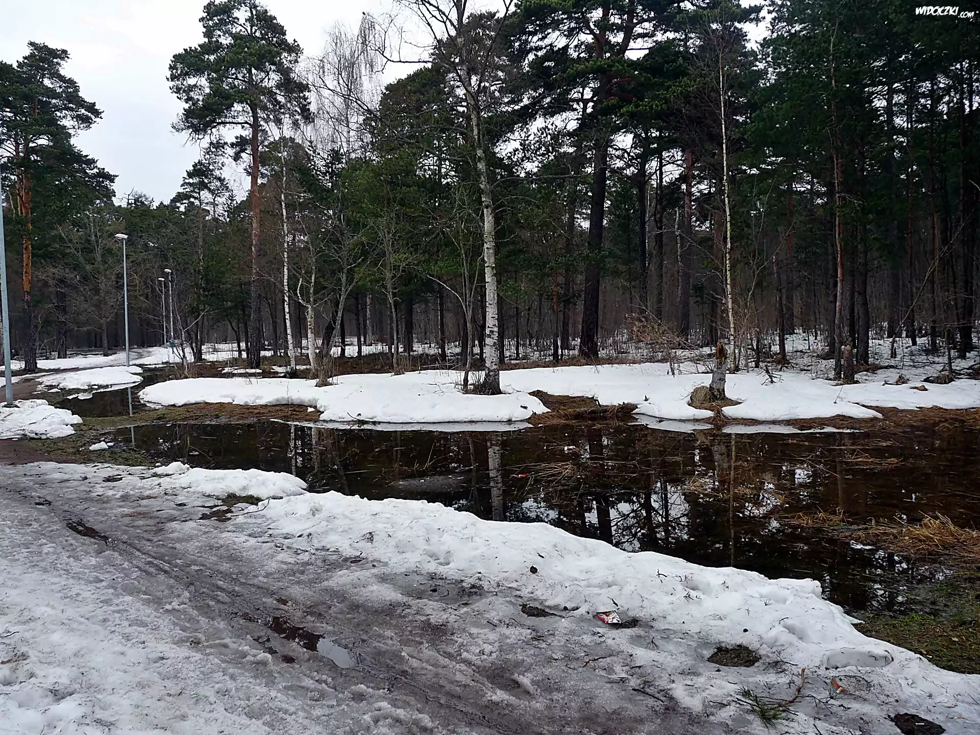 Zima, Park, Staw