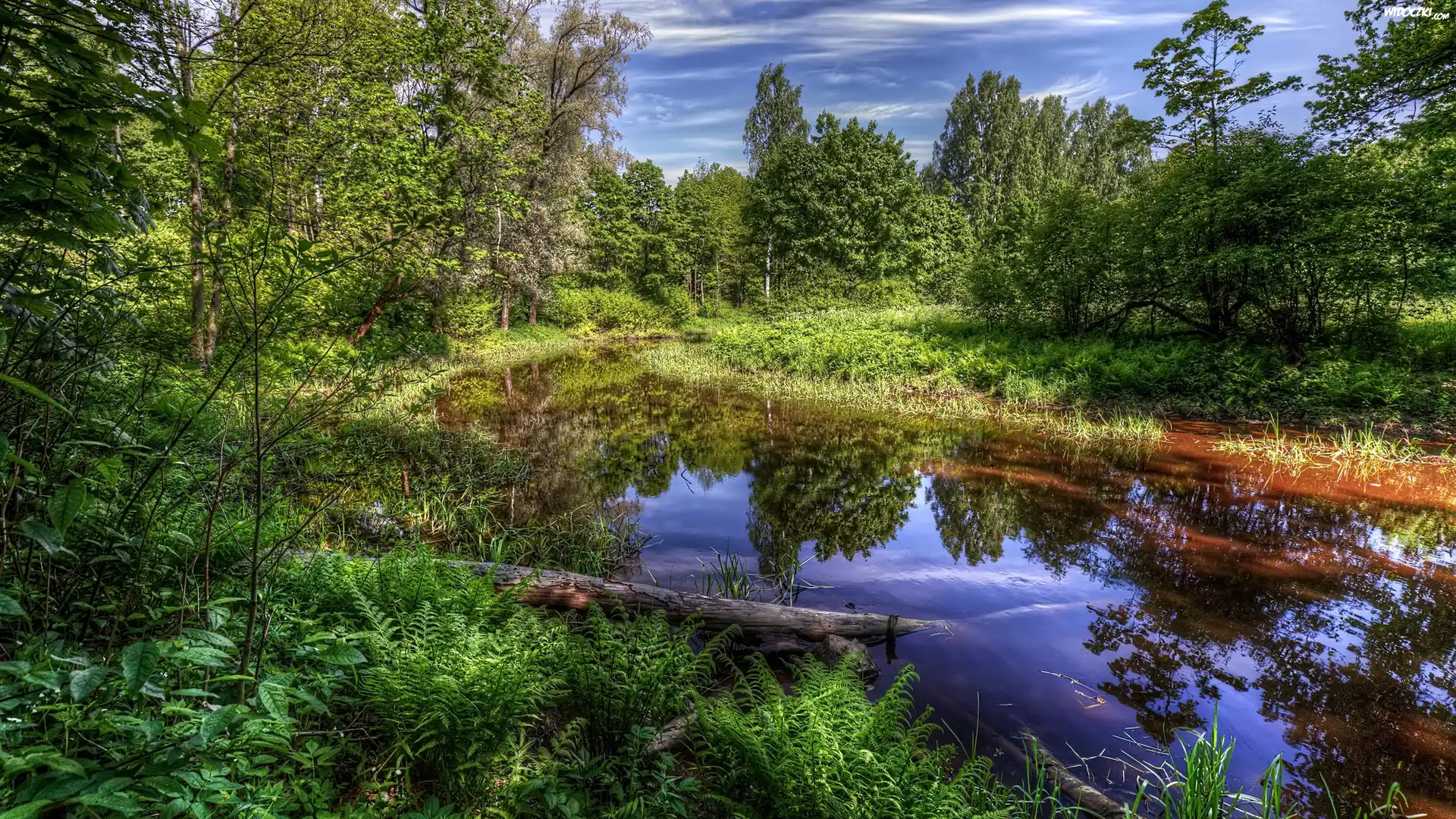 Rosja, Petersburg, Park, Drzewa, Rzeka Newa, Roślinność
