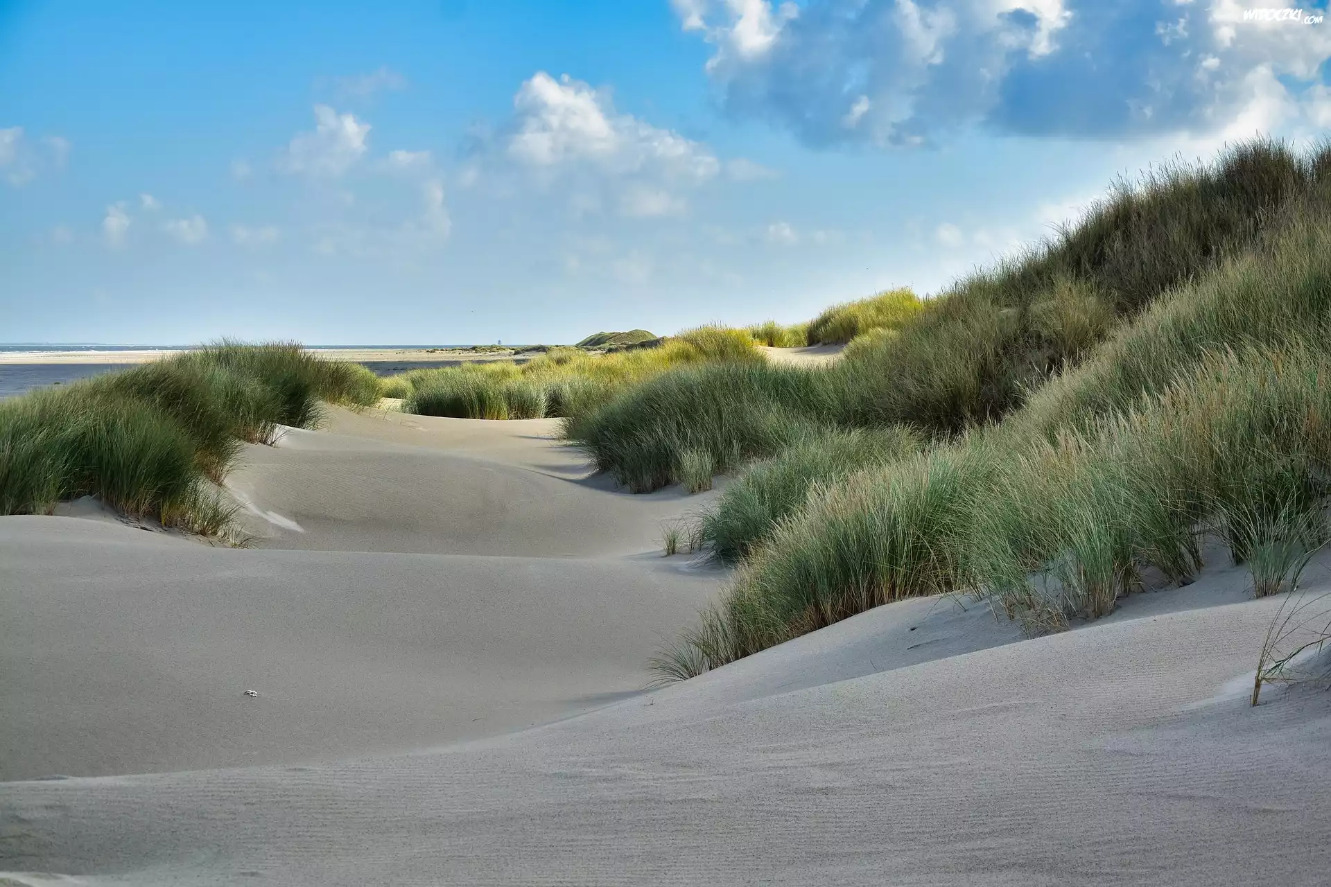 Piasek, Plaża, Trawa