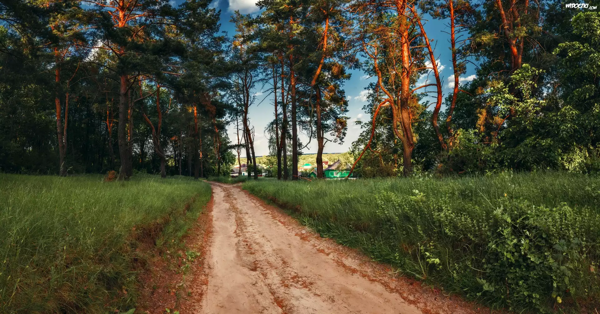 Piaszczysta, Droga, Drzewa, Las, Domy