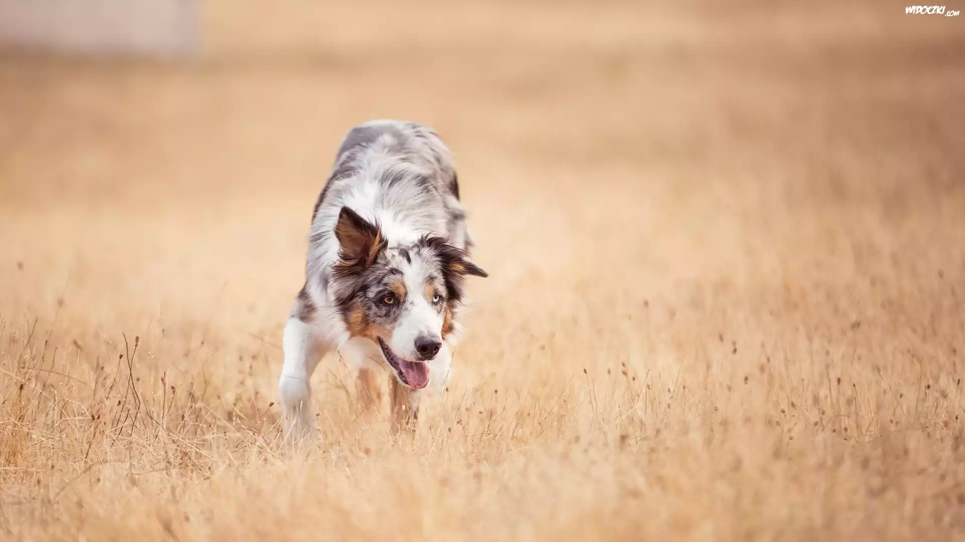 Pies, Border collie, Łąka, Trawy