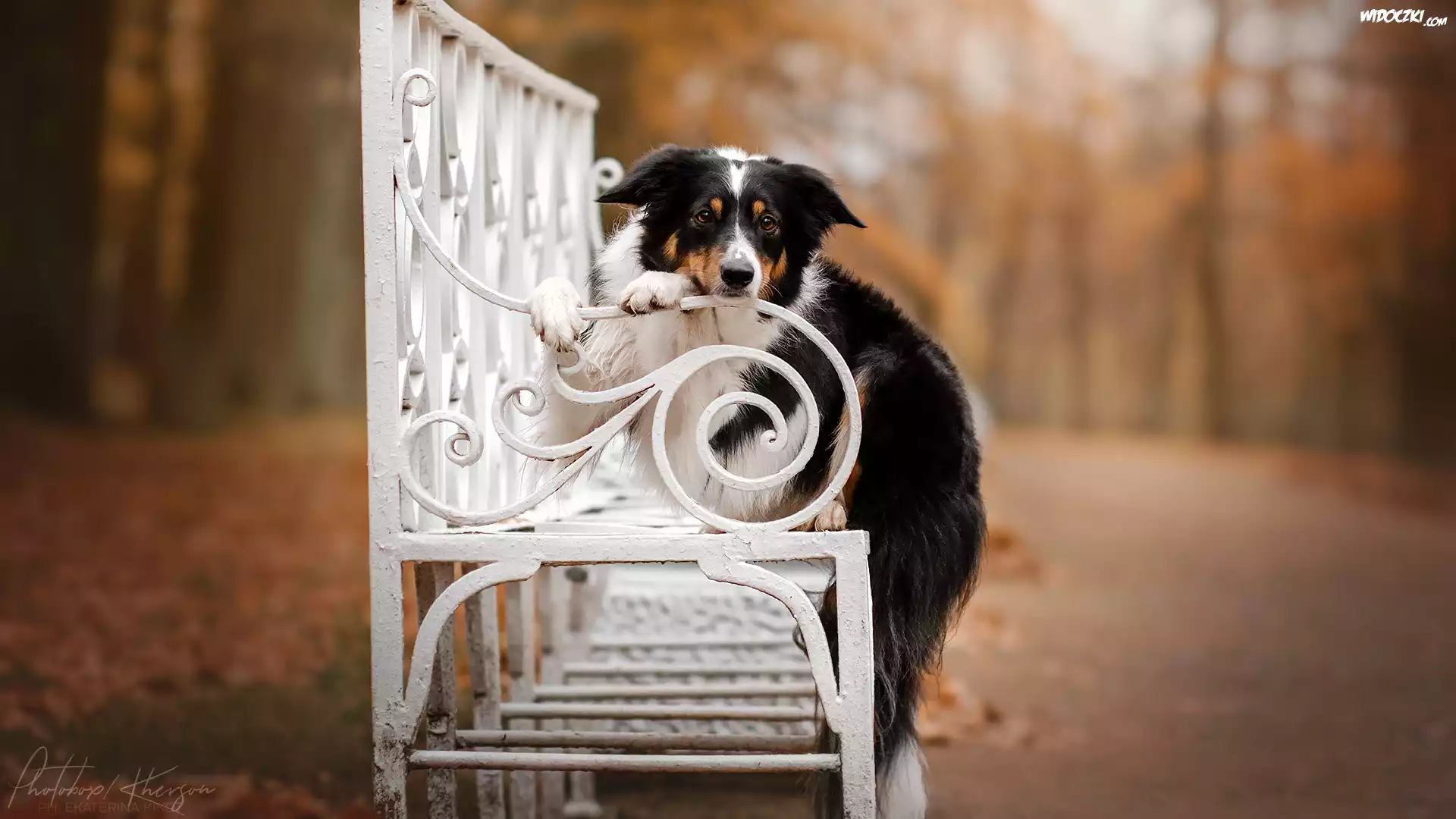 Pies, Border collie, Biała, Ławka