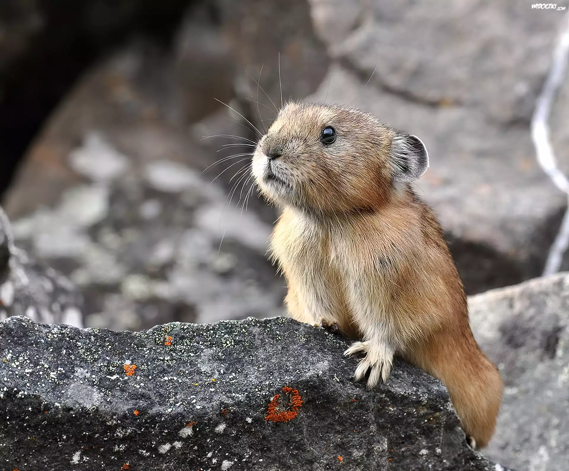 Northern, Pika, Kamień