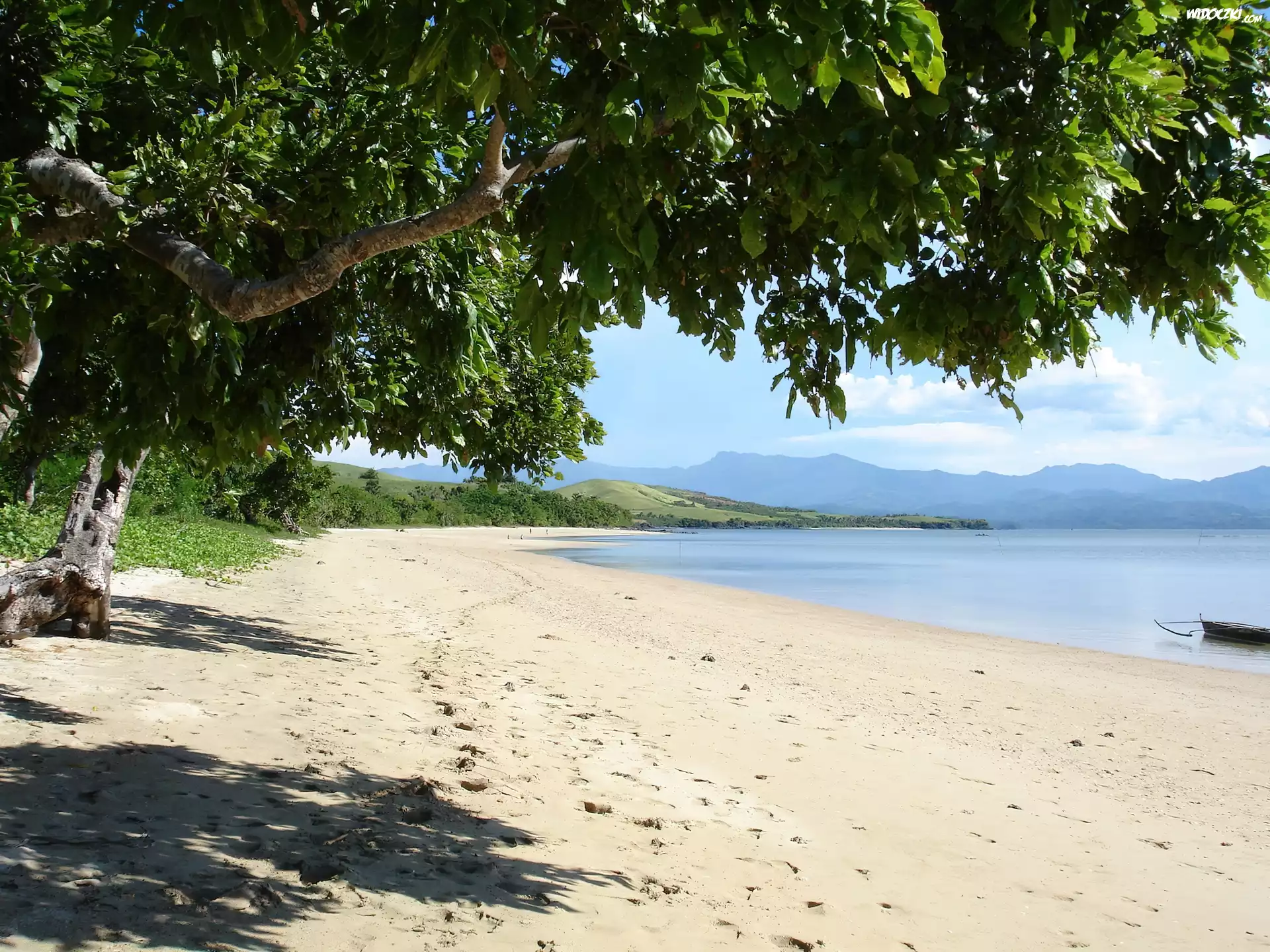 Morze, Plaża, Drzewo