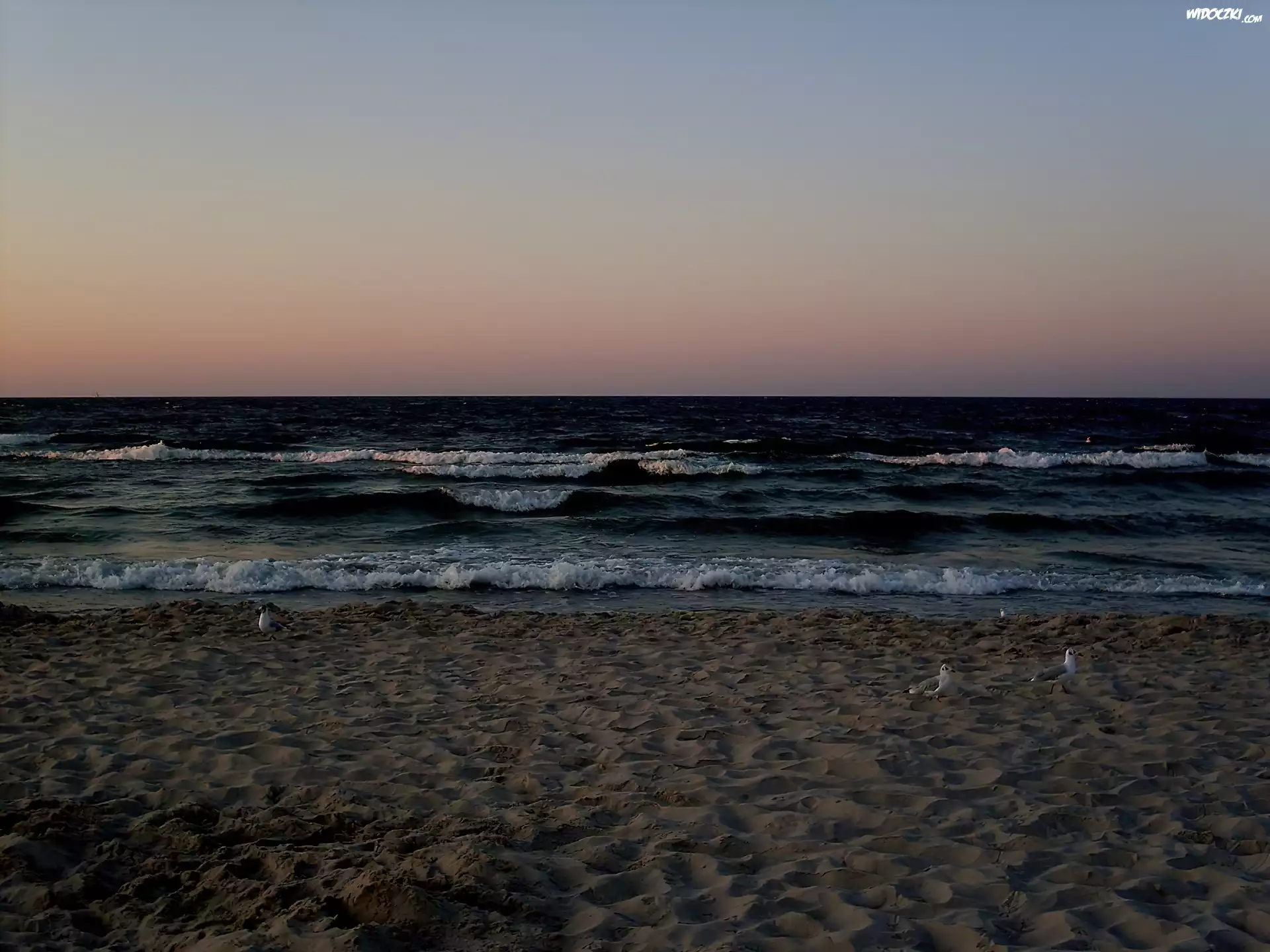 Morze, Plaża, Mewy