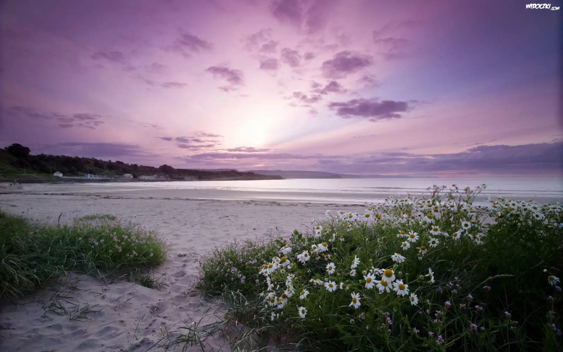 Morze, Plaża, Rumianki