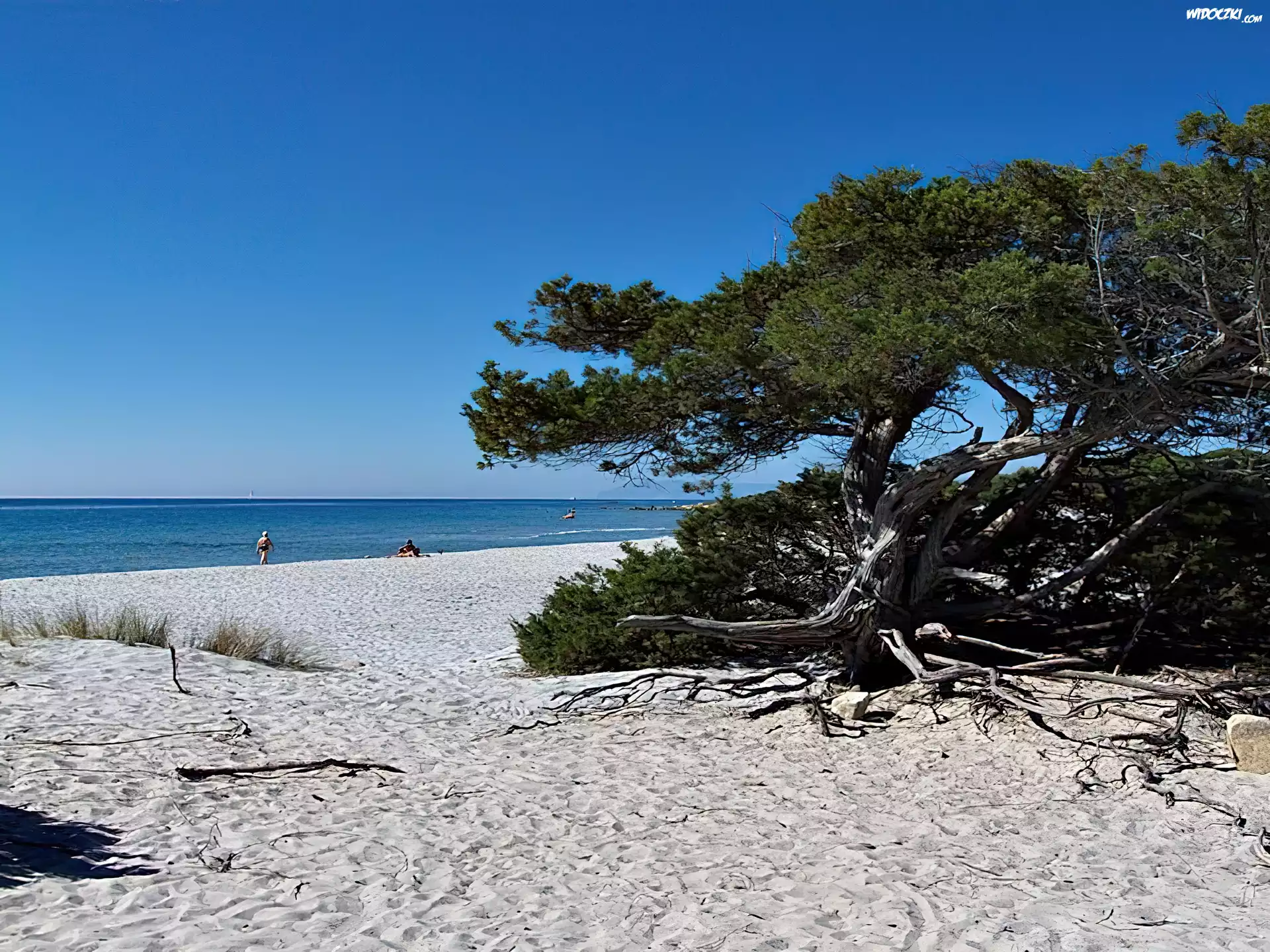 Morze, Plaża, Sosna