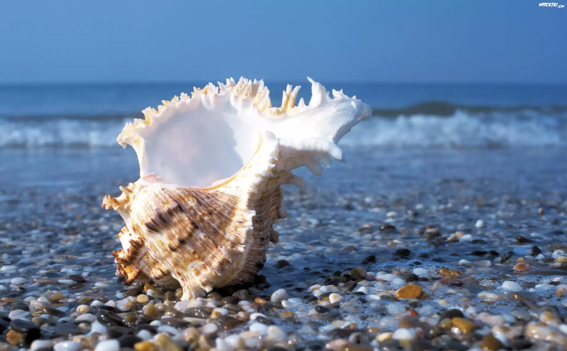 Muszelka, Plaża, Kamyczki